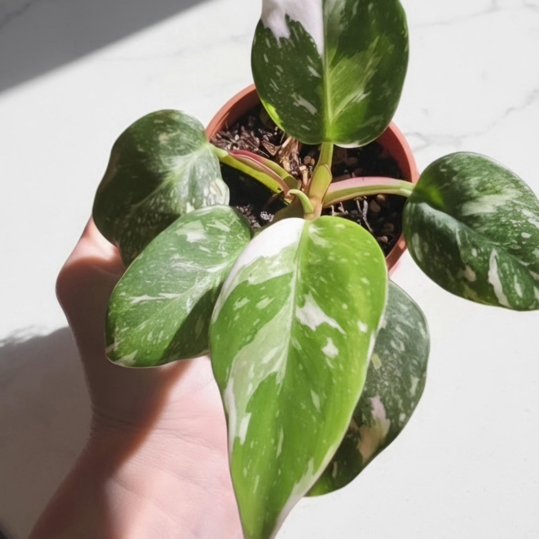 Philodendron White Princess Rooted Starter Plant | Rare Houseplant | Live Plant