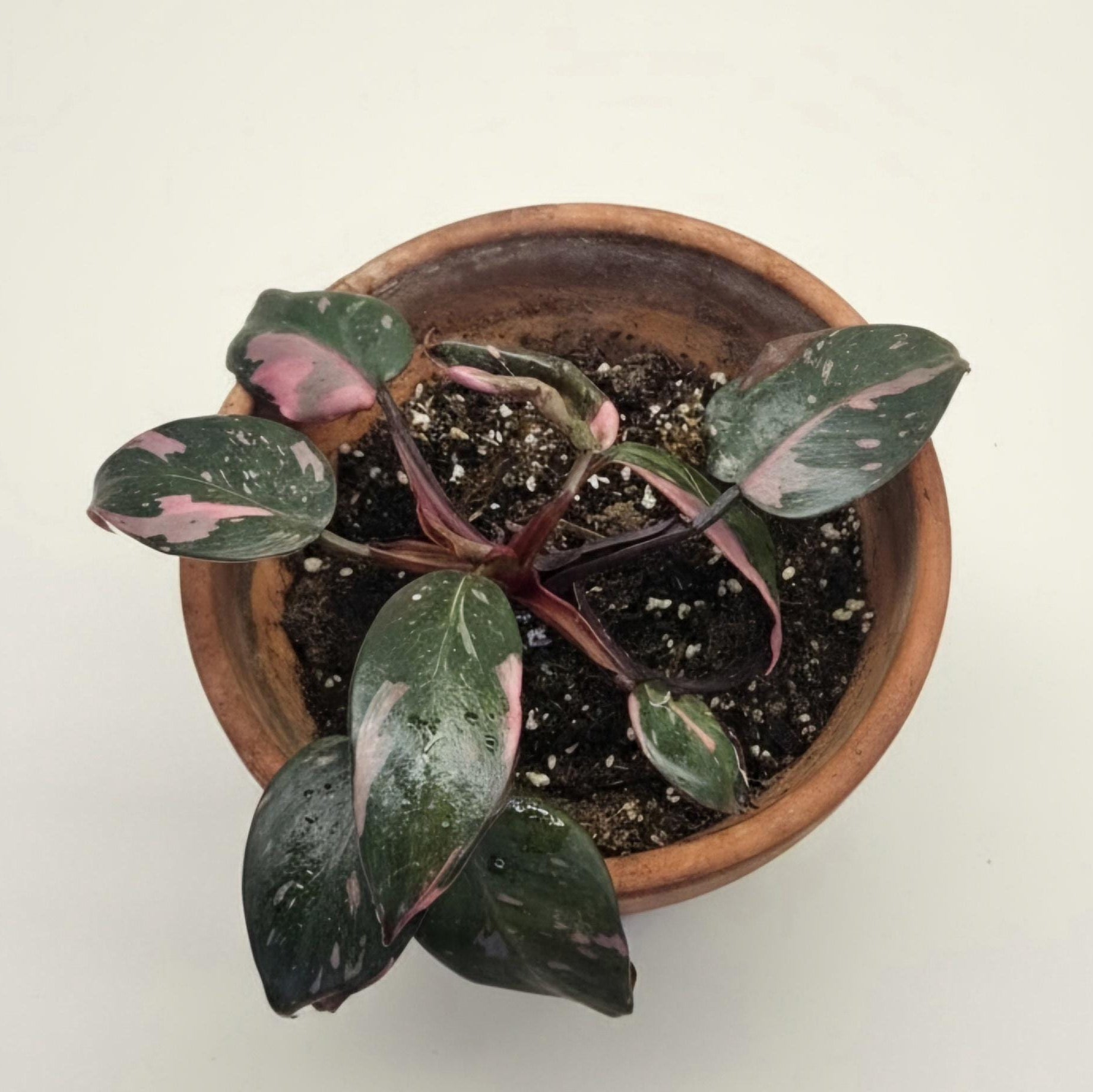 Rare Philodendron Pink Princess