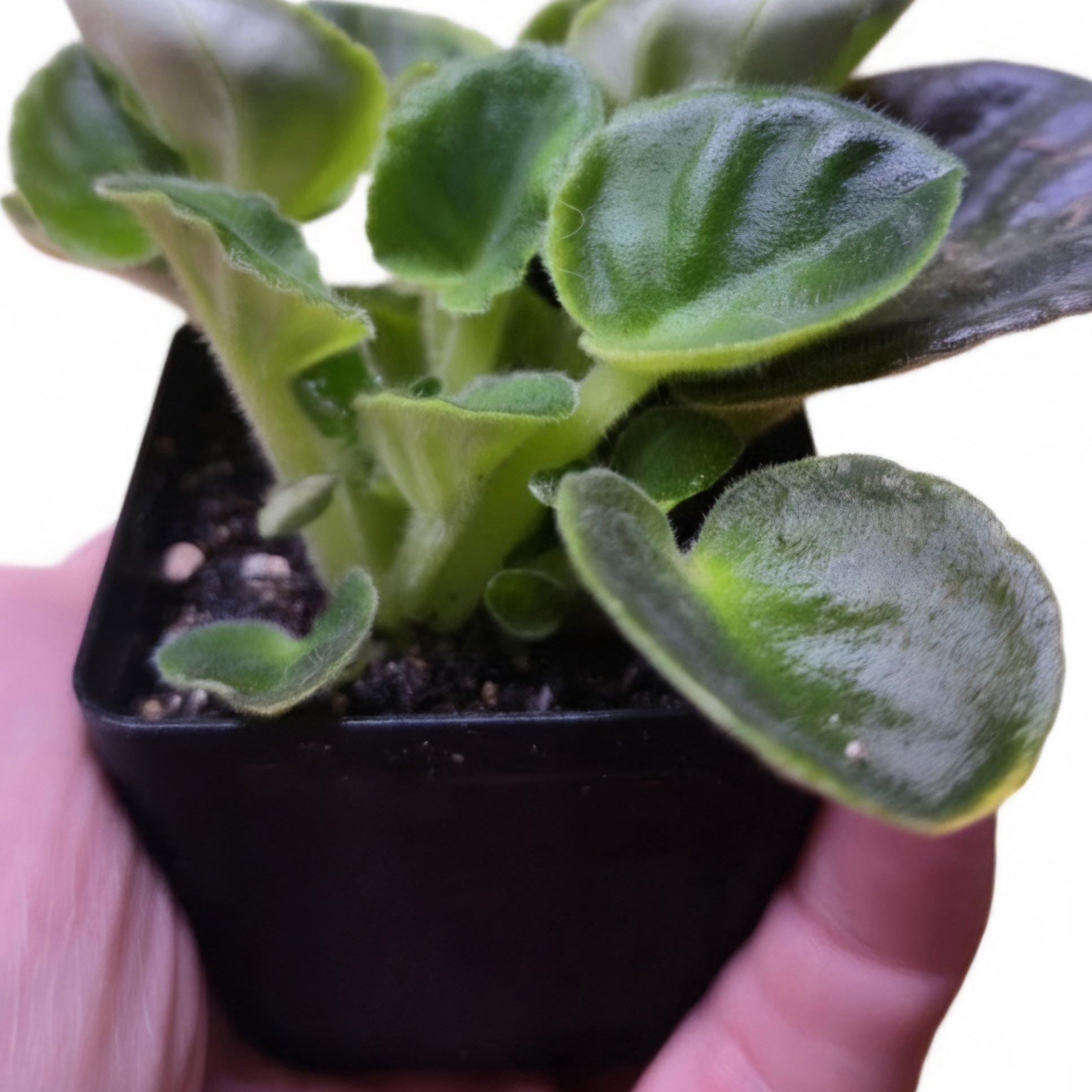 Live White African Violet Plant – Saintpaulia Ionantha in 4" Pot | Continuous Blooming Elegant Indoor Houseplant | Perfect Gift