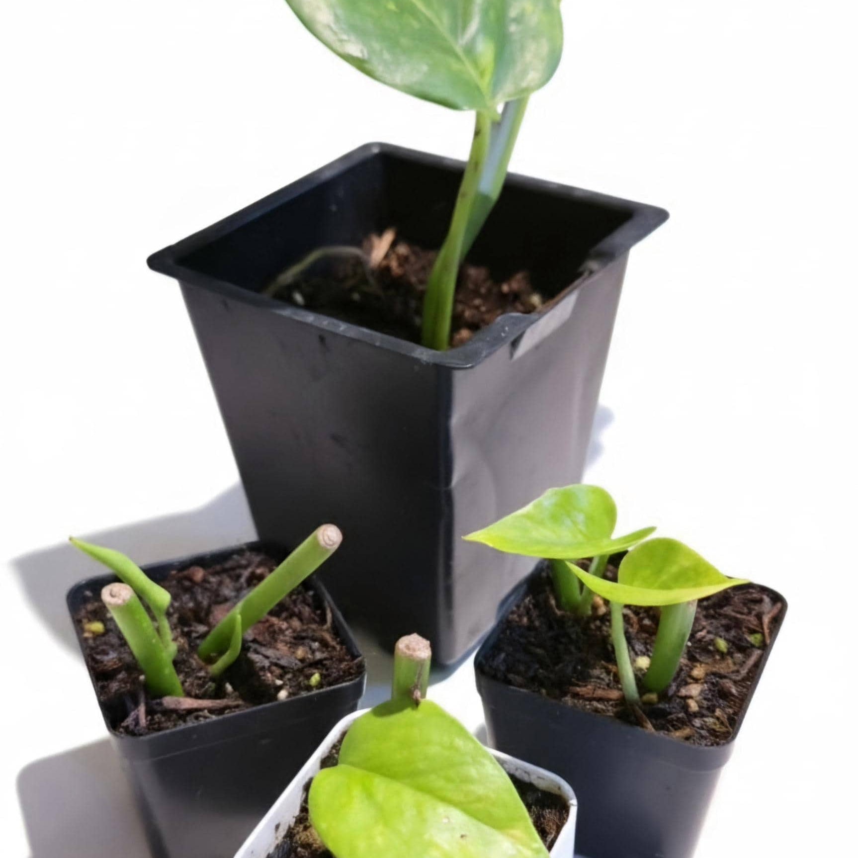 Rare Giant Golden Pothos | Epipremnum aureum