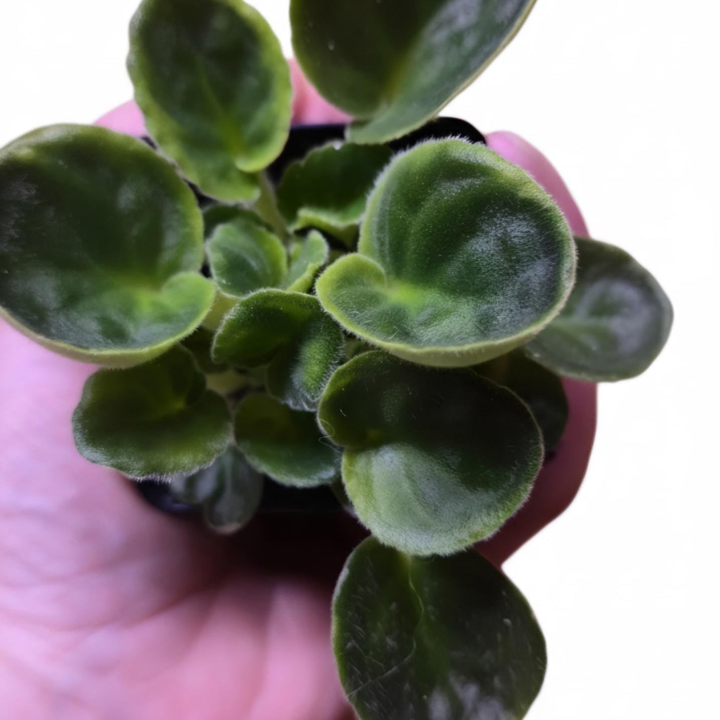 Live White African Violet Plant – Saintpaulia Ionantha in 4" Pot | Continuous Blooming Elegant Indoor Houseplant | Perfect Gift