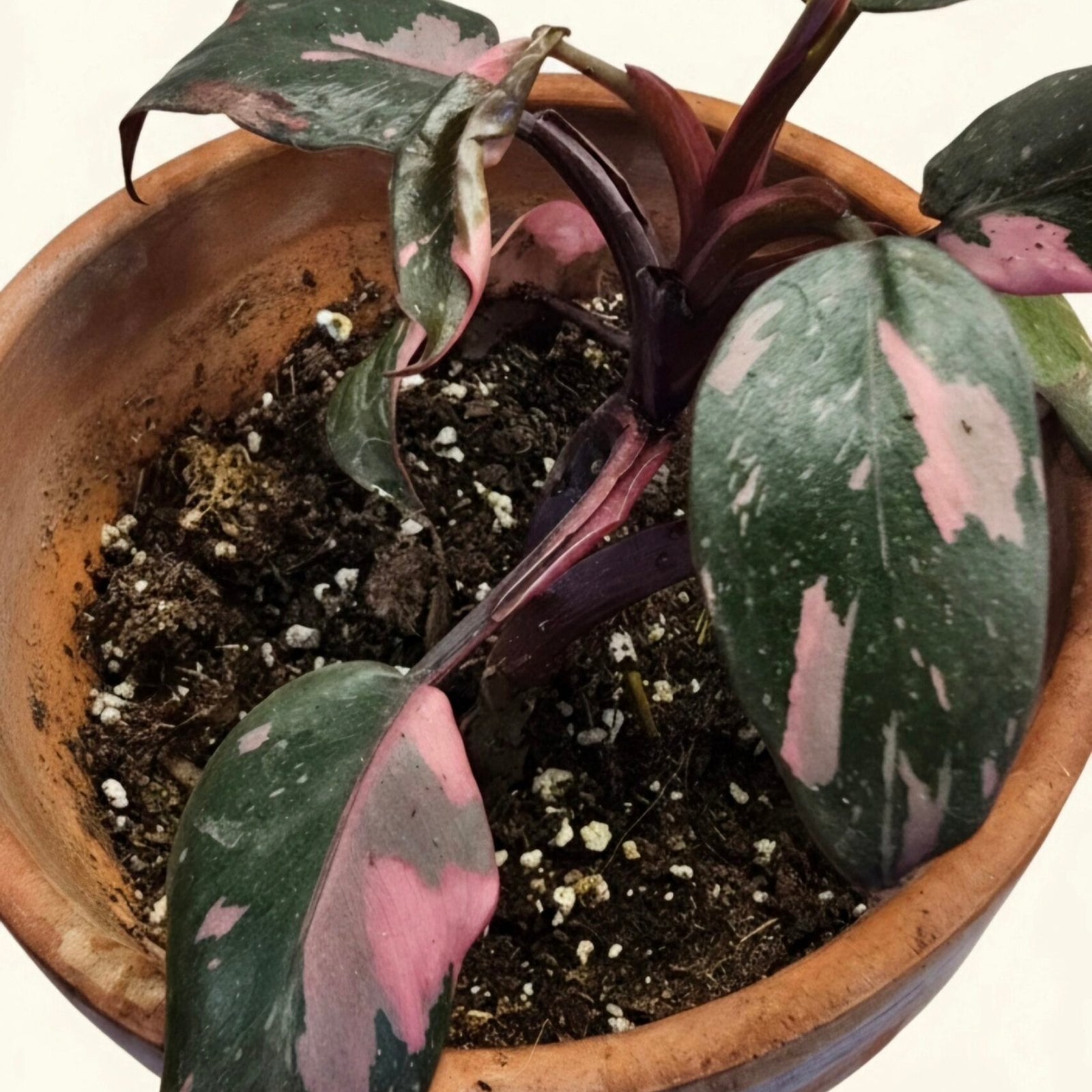 Philodendron 'Pink Princess' image 0