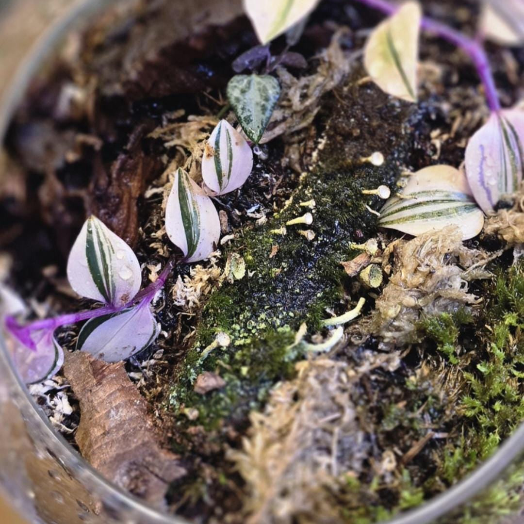 Bio-Active Safe | Tradescantia 'Rainbow' |(Tradescantia mundula 'Lisa') Rooted