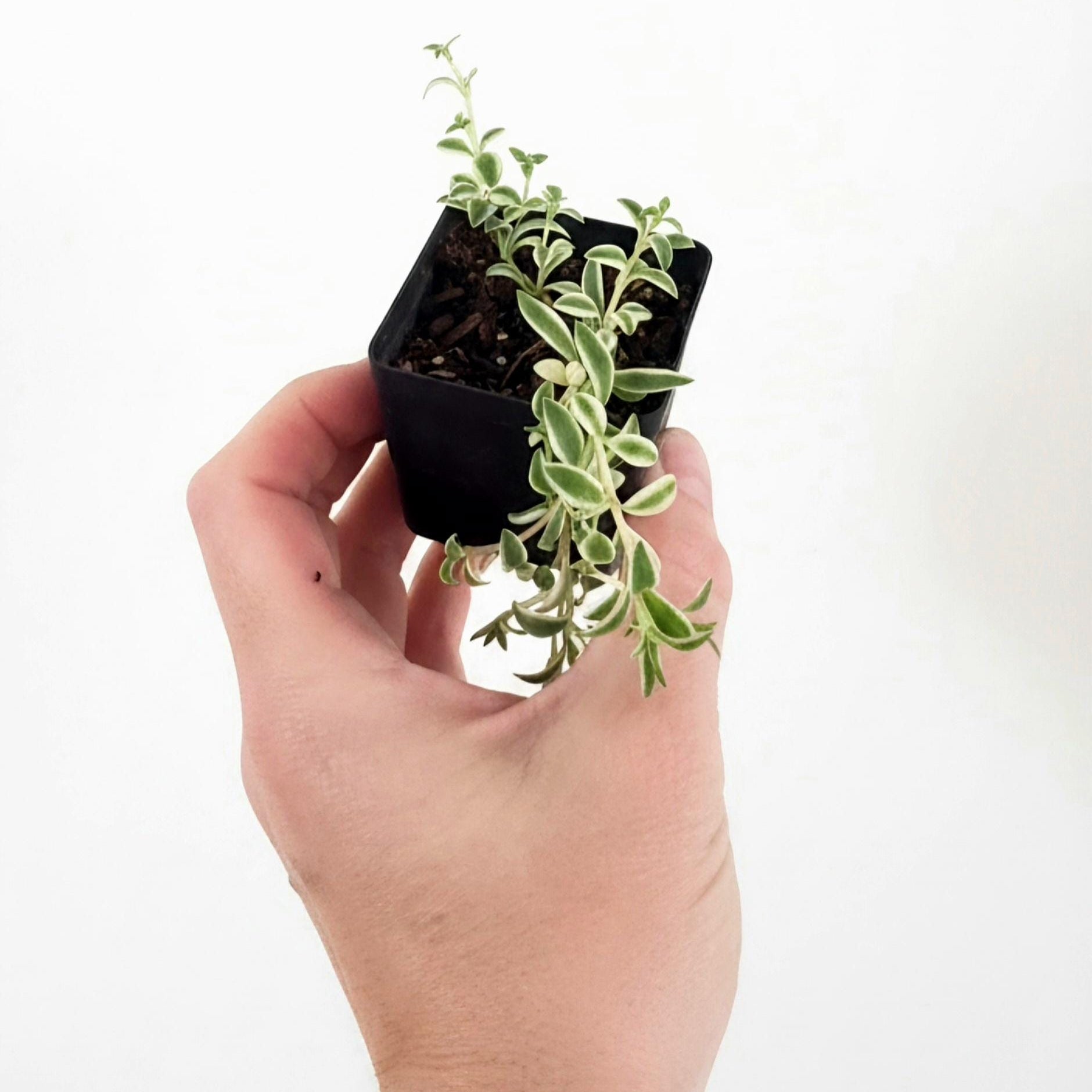 Variegated Baby Sun Rose Plant | Trailing Succulent (Aptenia cordifolia 'Variegata')