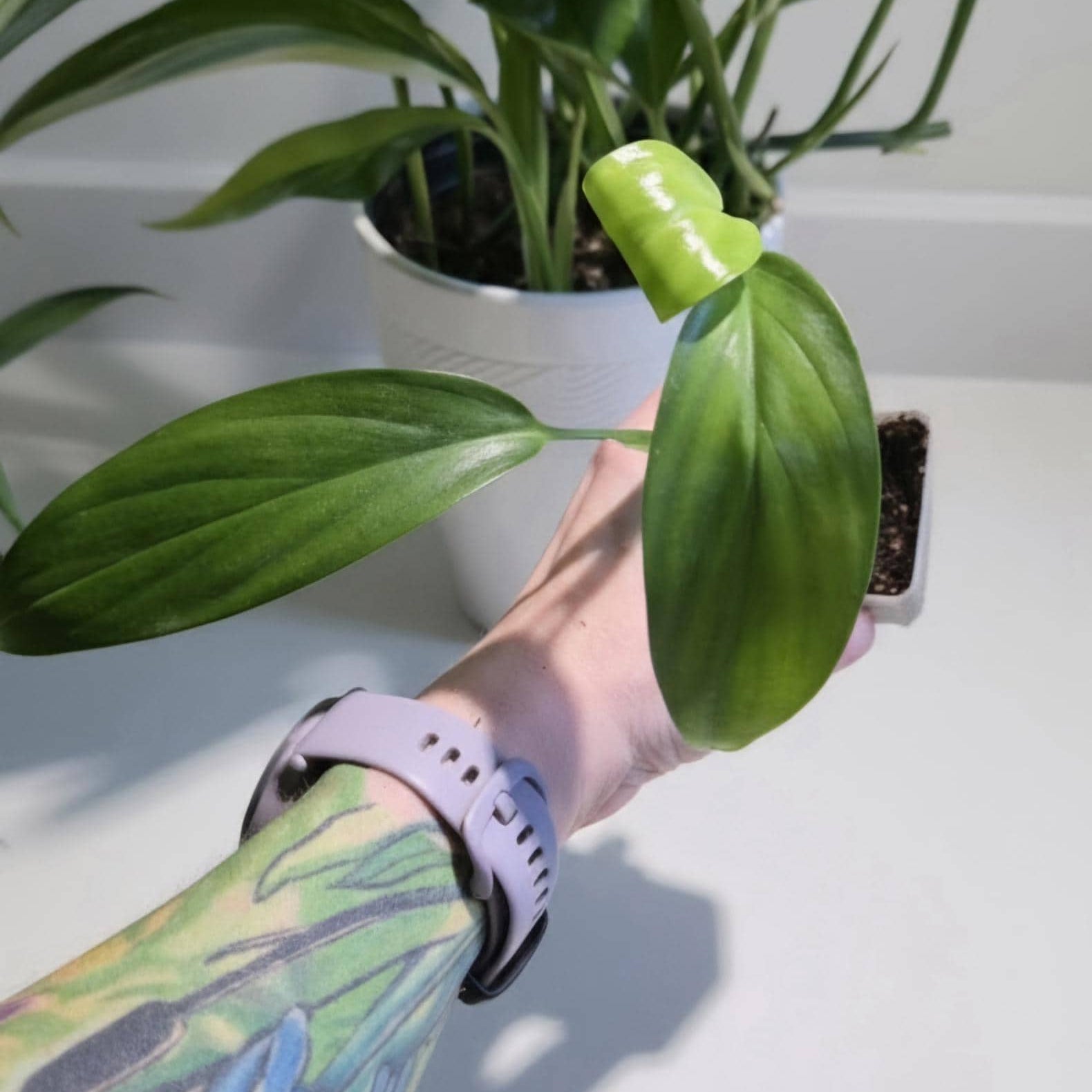 Variegated Epipremnum Amplissimum Starter Plant: Silver Streak Pothos (Rooted Cutting)
