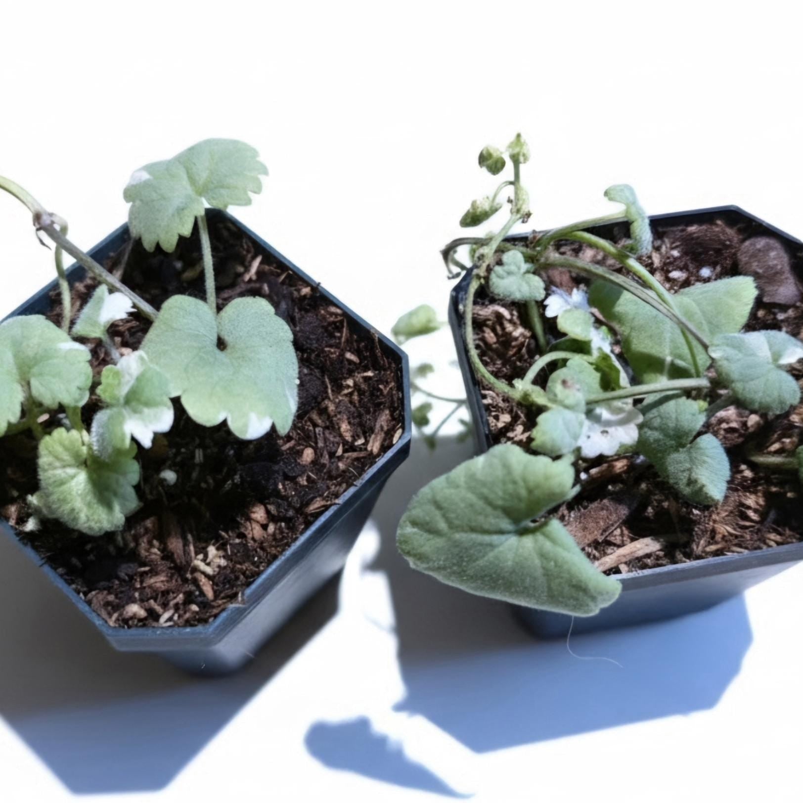 Variegated Ground Ivy Starter Plant | 2" Pot |Trailing Houseplant