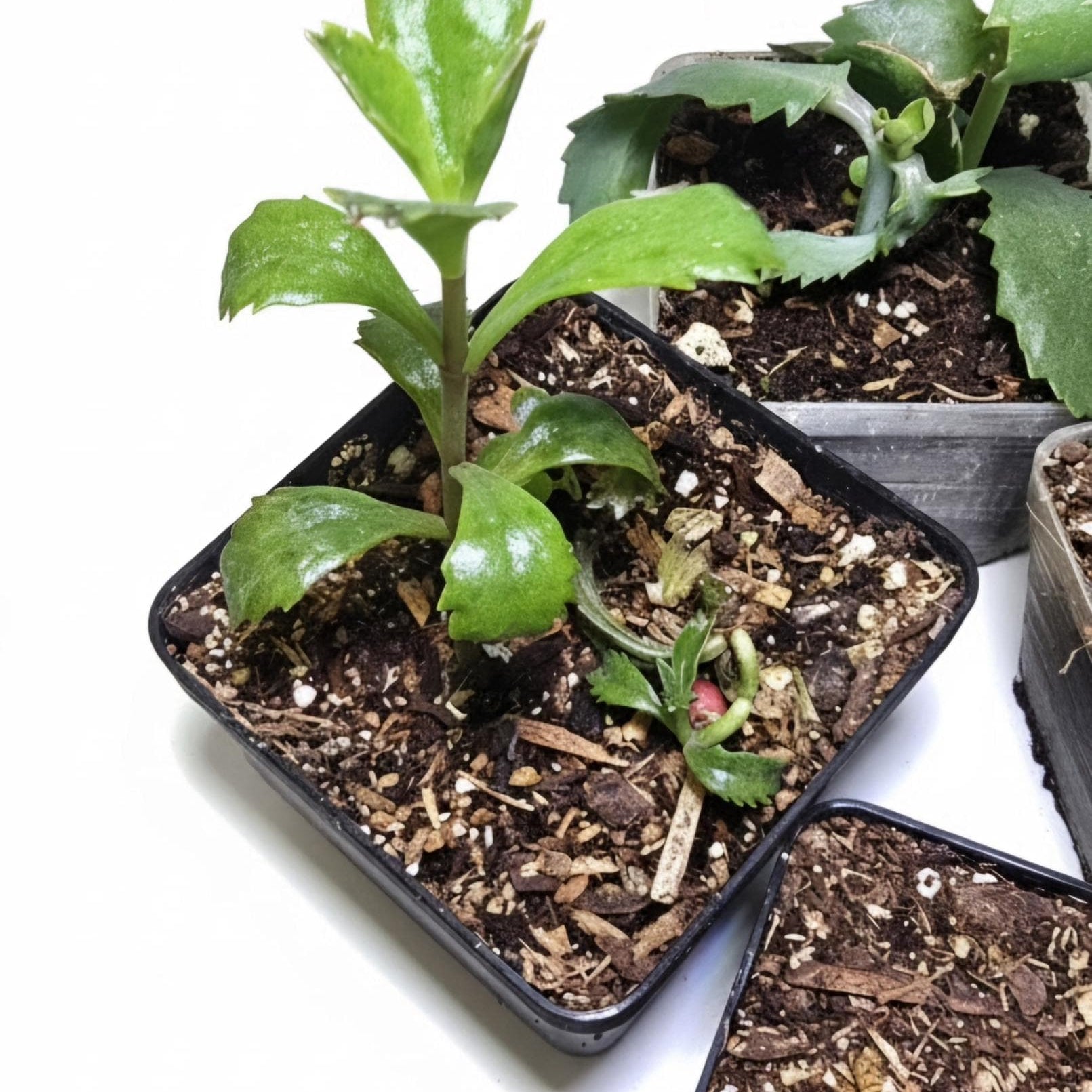 Live Mother of Thousands Starter Plant | Well Rooted Unique Succulent