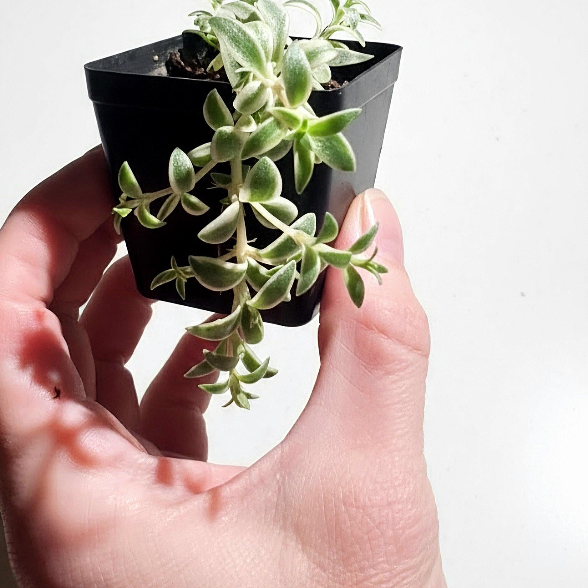 Variegated Baby Sun Rose Plant | Trailing Succulent (Aptenia cordifolia 'Variegata')