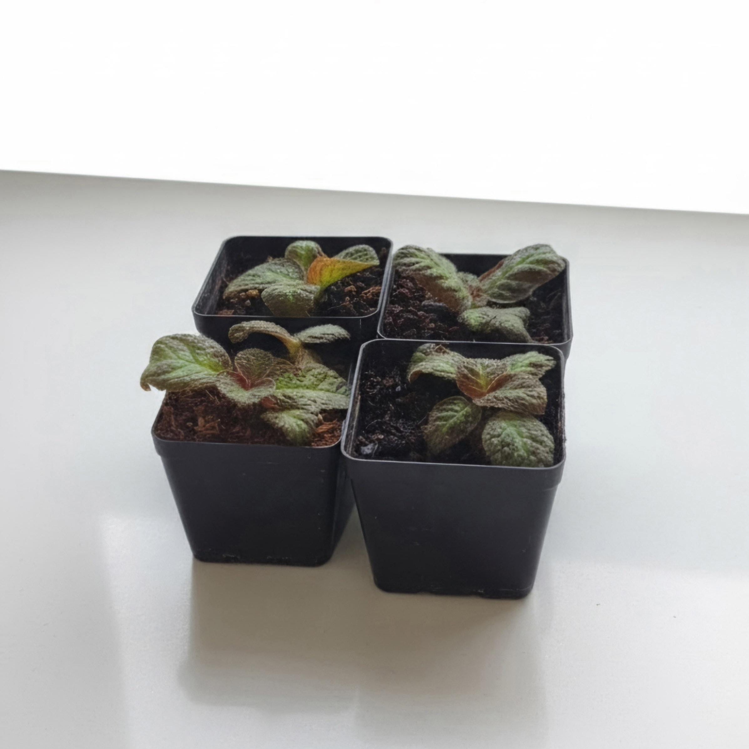 Amphibian-Safe Flame Violet (Episcia cupreata) | Rooted Starter Plant