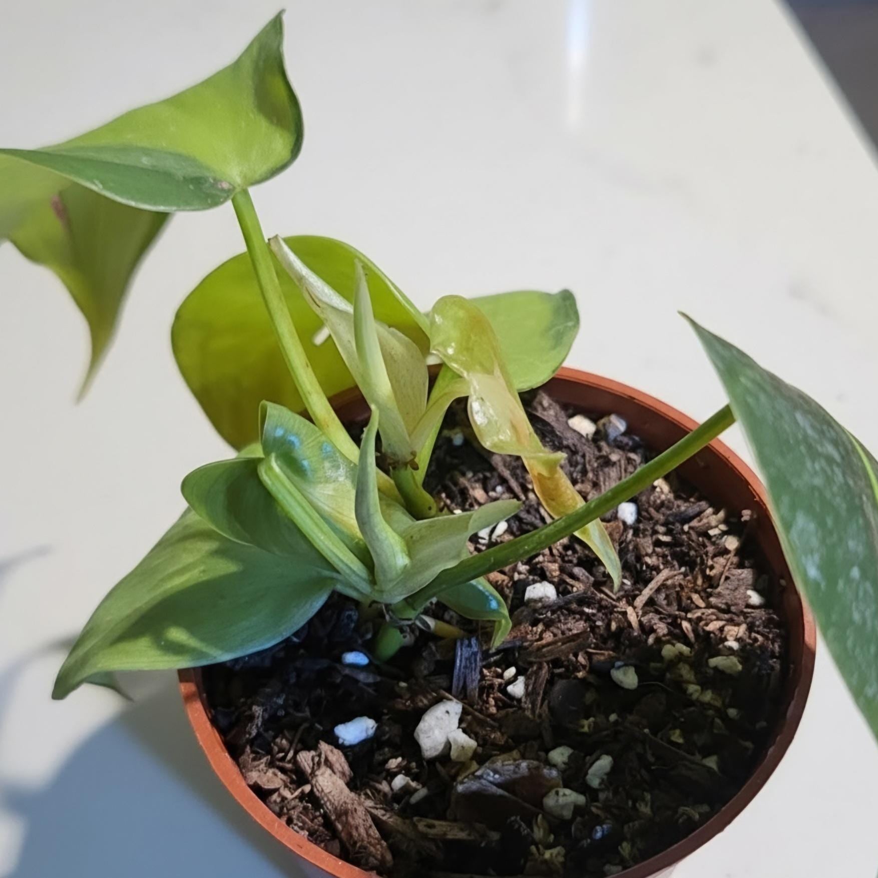 Philodendron Brasil Live Plant • High Variegation, Trailing Houseplant (Terrarium Ready)