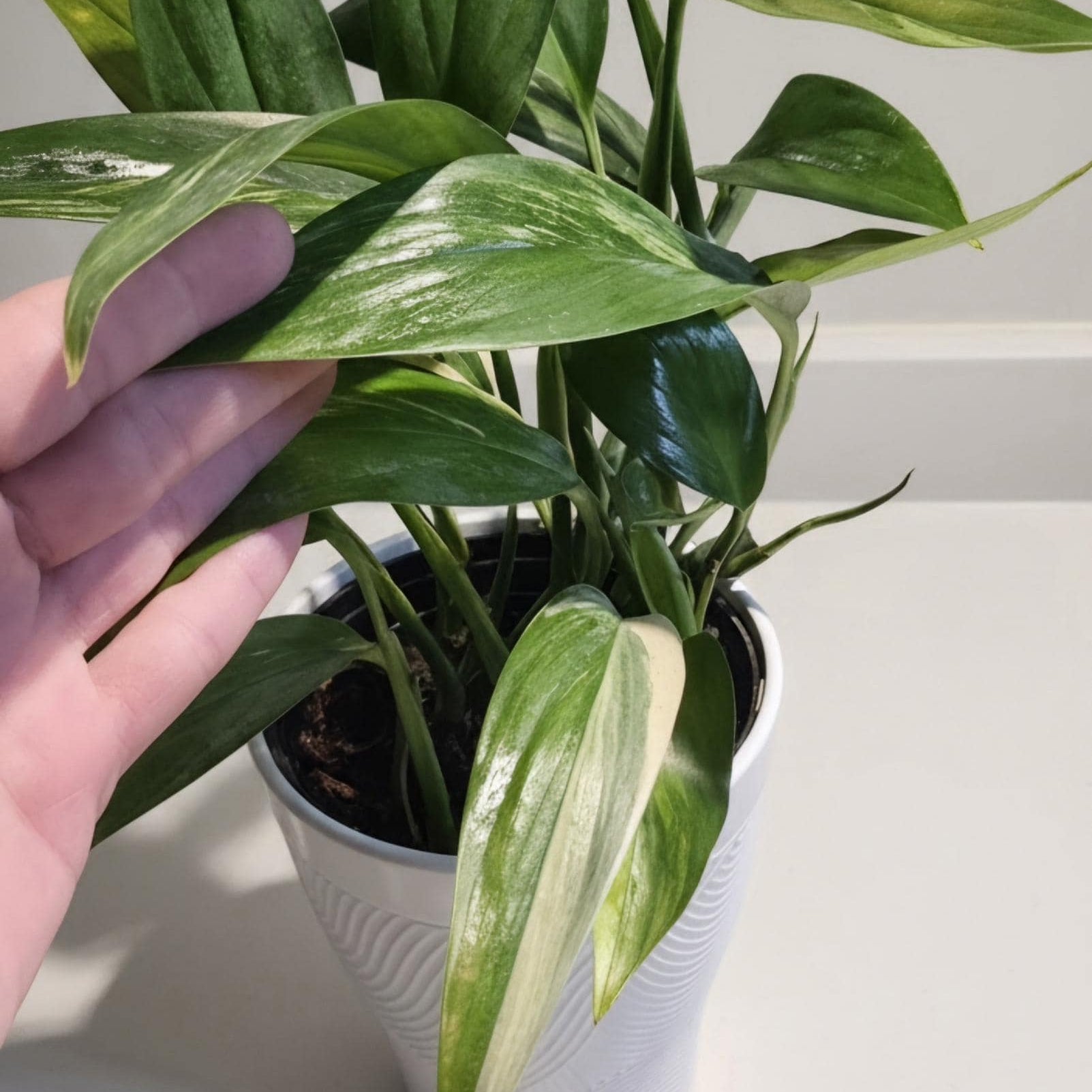 Variegated Epipremnum Amplissimum Starter Plant: Silver Streak Pothos (Rooted Cutting)