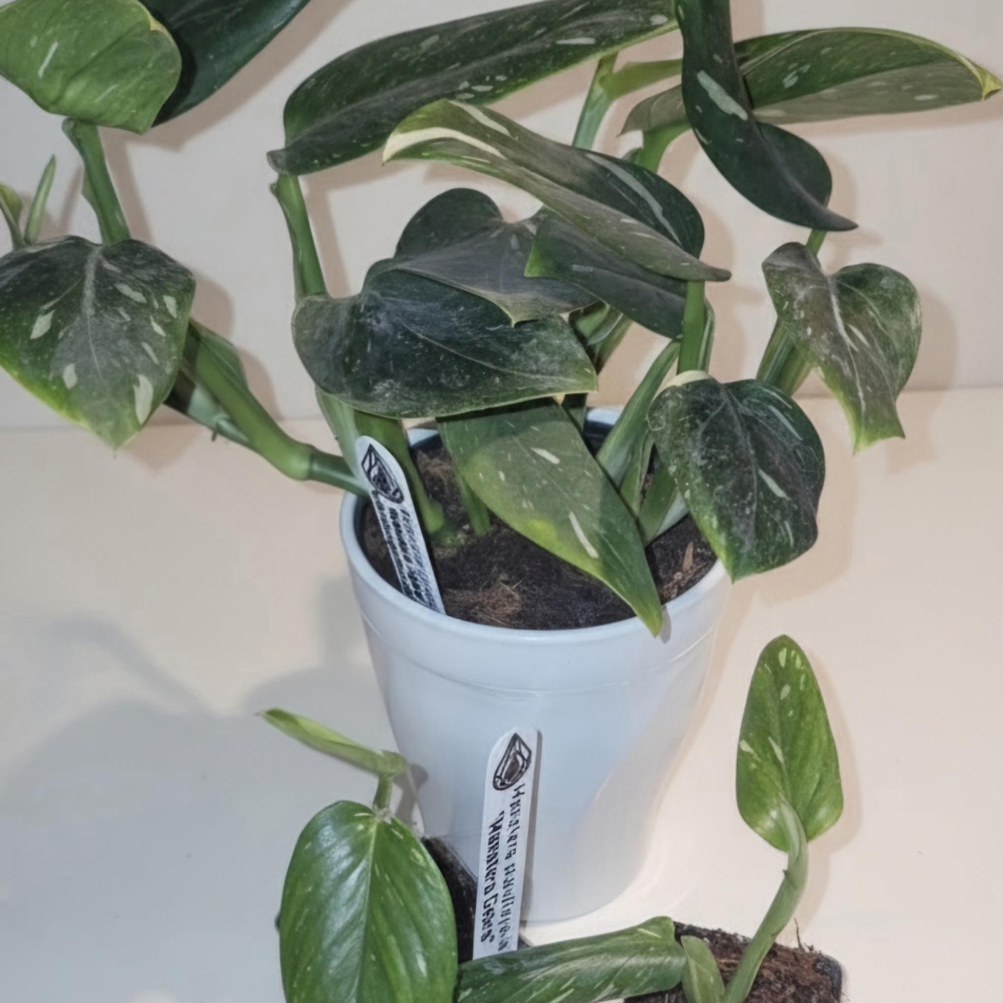 Monstera Standleyana "Cobra" | Fully Rooted Healthy Starter Plant