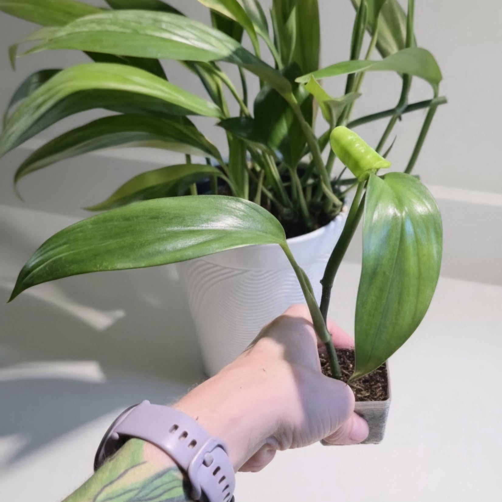 Variegated Epipremnum Amplissimum Starter Plant: Silver Streak Pothos (Rooted Cutting)