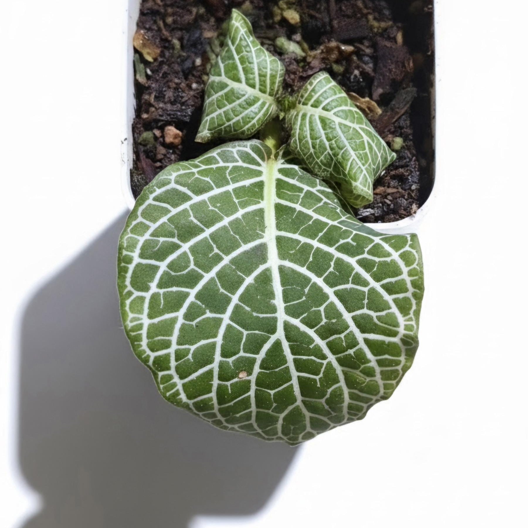 Fittonia albivenis | Nerve Plant | Mosaic Plant Rooted