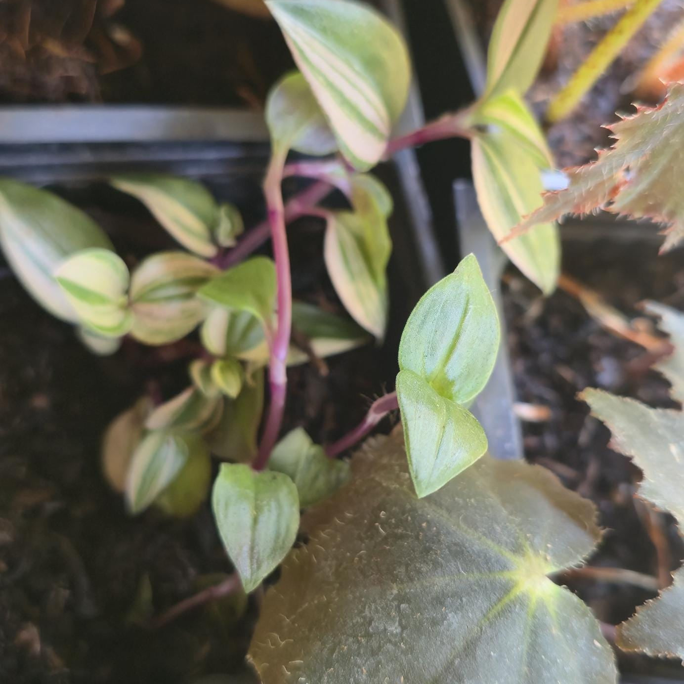 Bio-Active Safe | Tradescantia 'Rainbow' |(Tradescantia mundula 'Lisa') Rooted