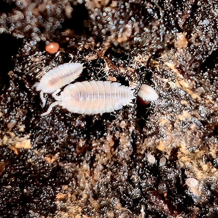 Dwarf White Isopods – Premium Starter Culture image 1