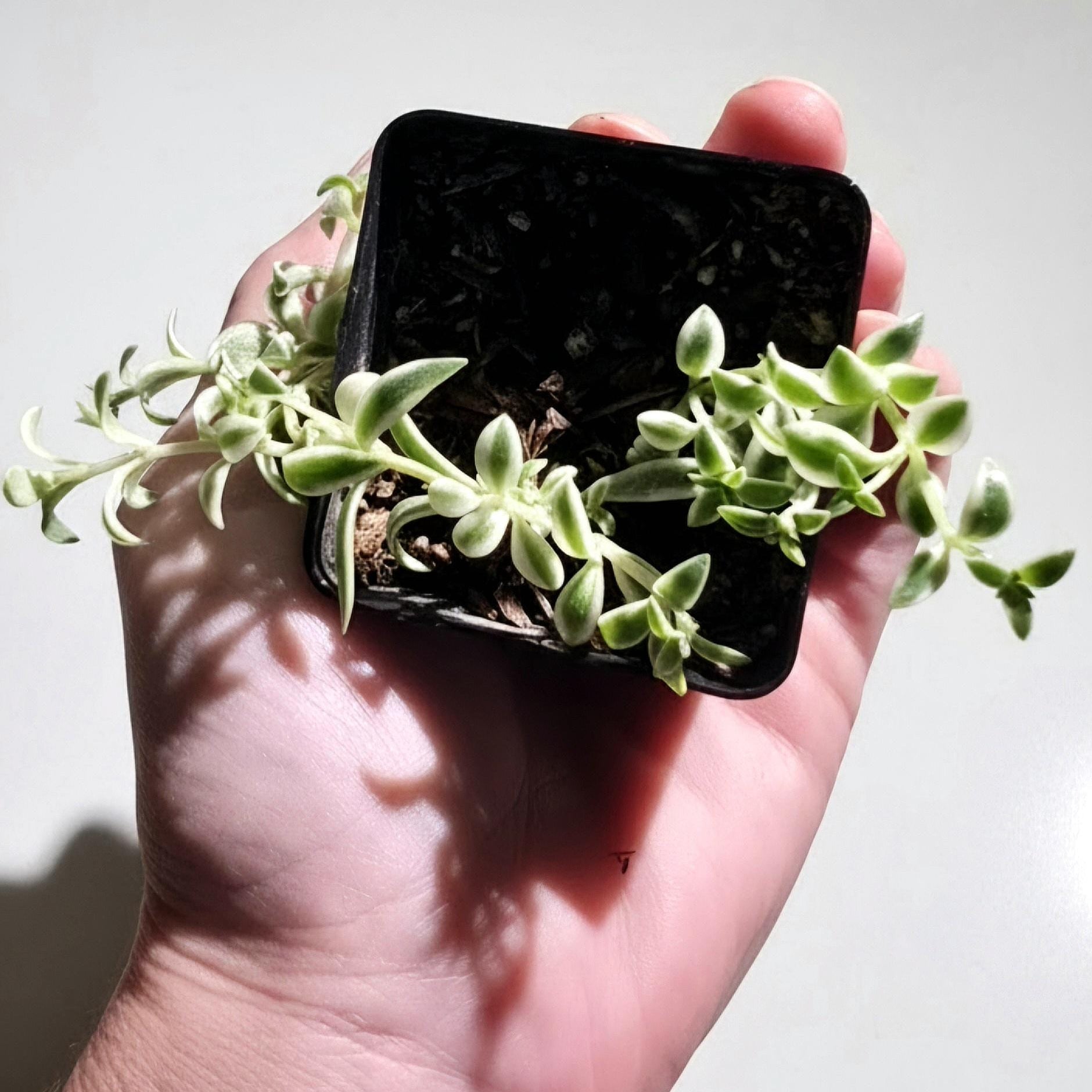 Variegated Baby Sun Rose Plant | Trailing Succulent (Aptenia cordifolia 'Variegata')