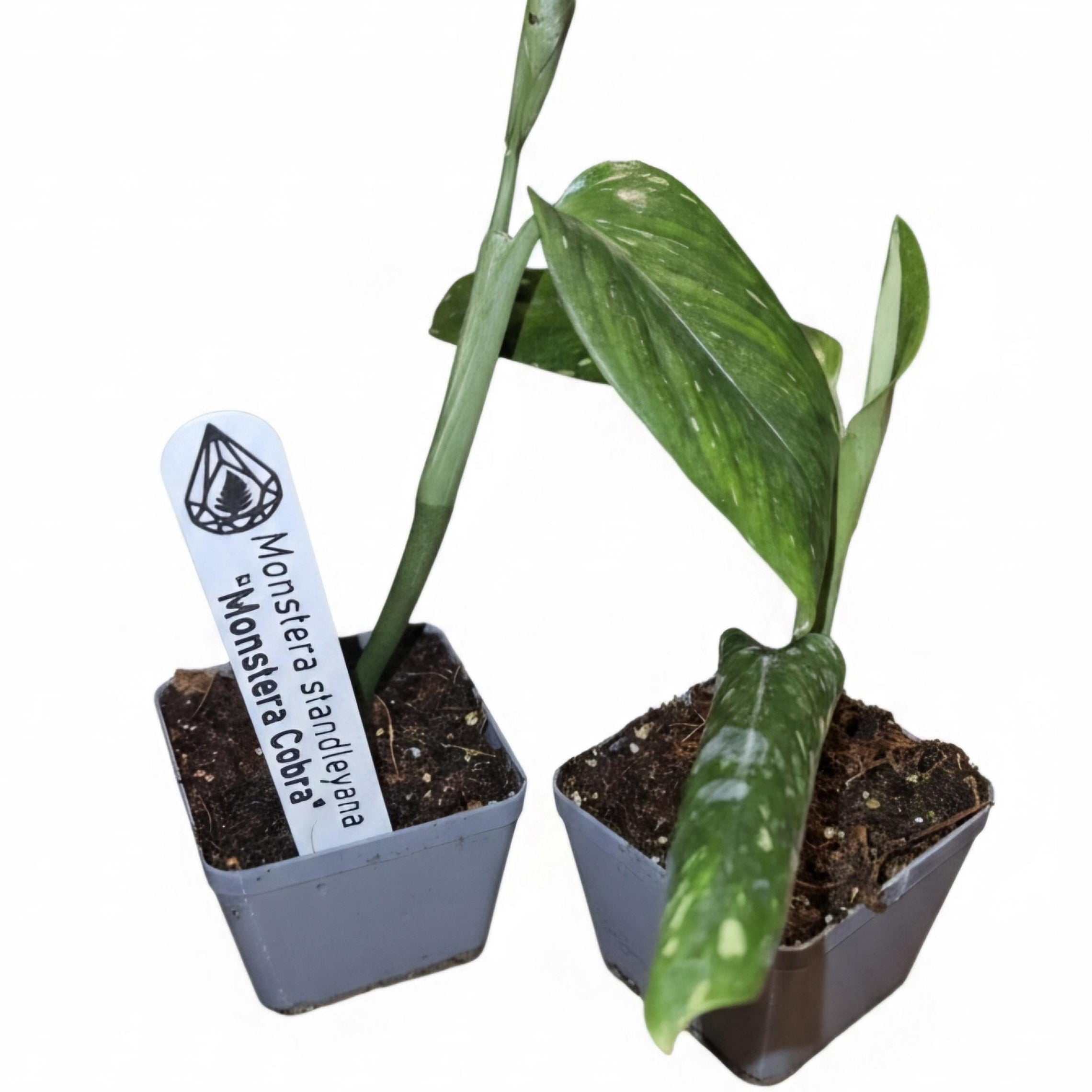 Monstera Standleyana "Cobra" | Fully Rooted Healthy Starter Plant