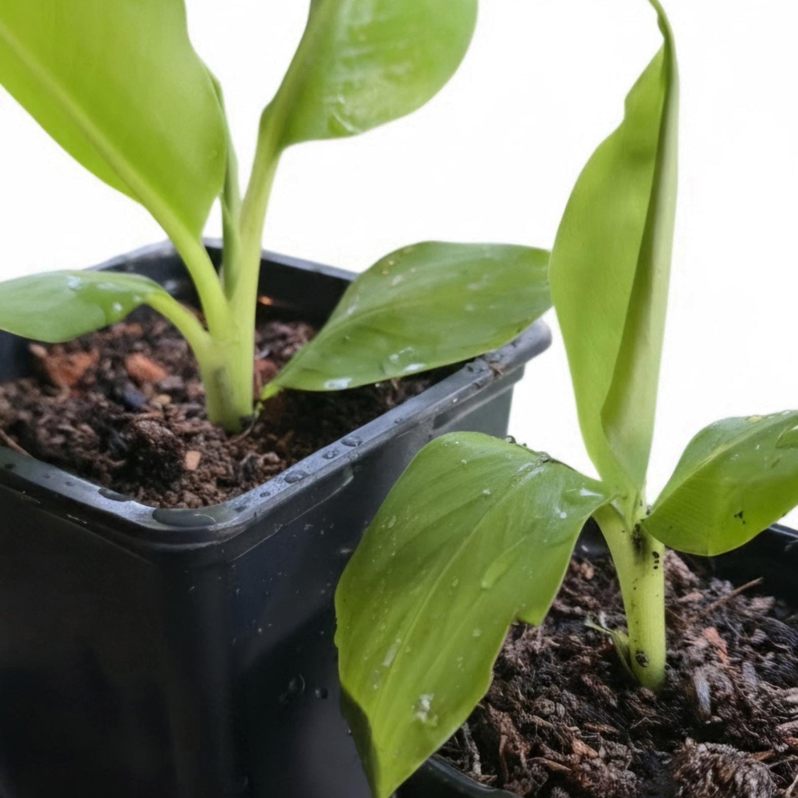 Rooted Dwarf Cavendish Banana Pups (Pet-Safe)