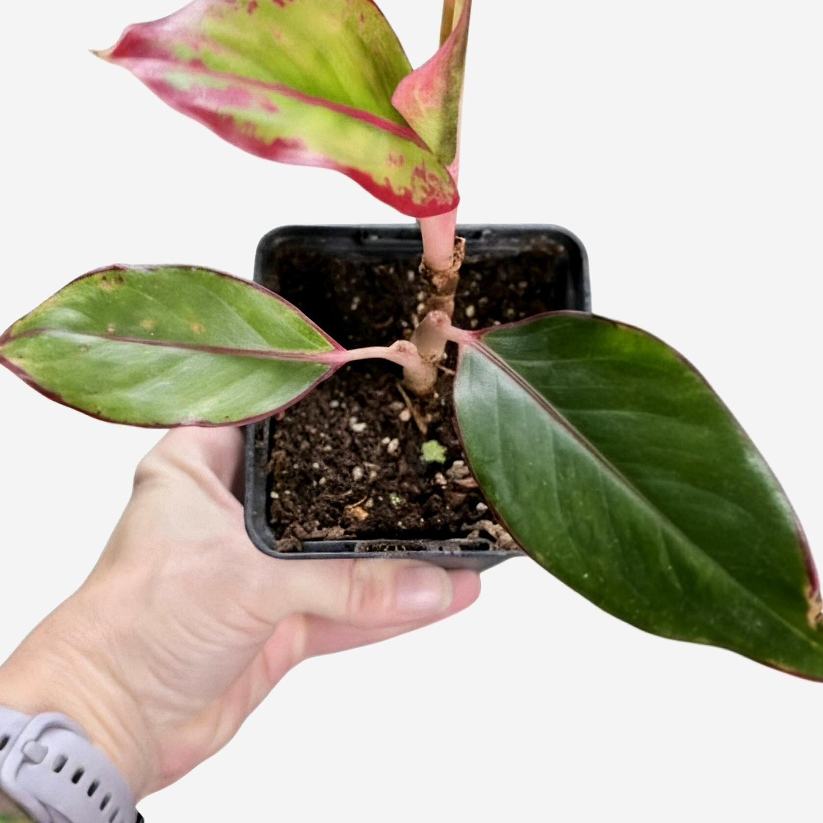 Aglaonema Siam Aurora Starter Plant | Red Chinese Evergreen, Pink Variegated Foliage
