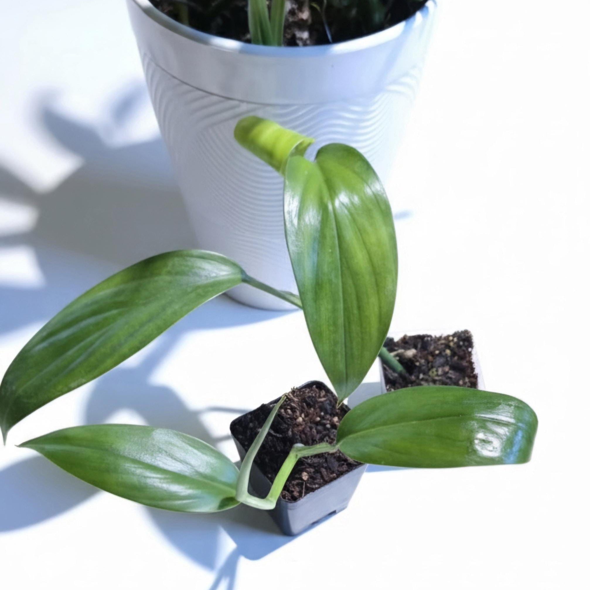 Variegated Epipremnum Amplissimum Starter Plant: Silver Streak Pothos (Rooted Cutting)