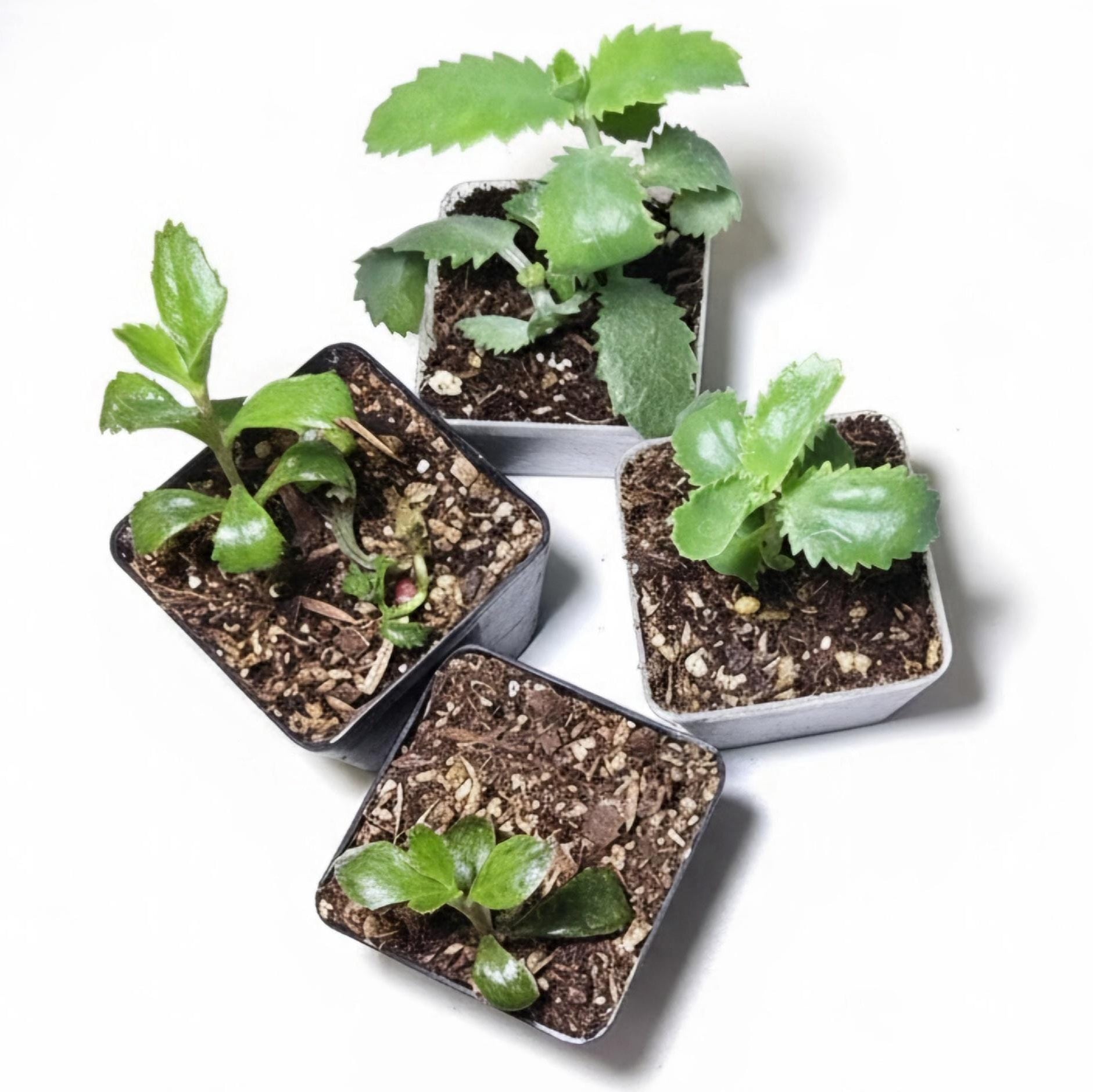 Live Mother of Thousands Starter Plant | Well Rooted Unique Succulent