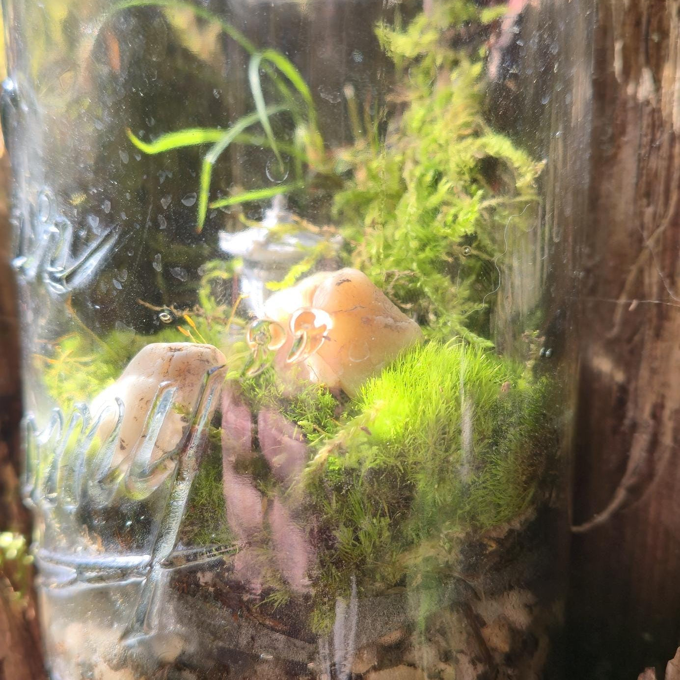 The Century Ecosystem - DIY Terrarium Kit