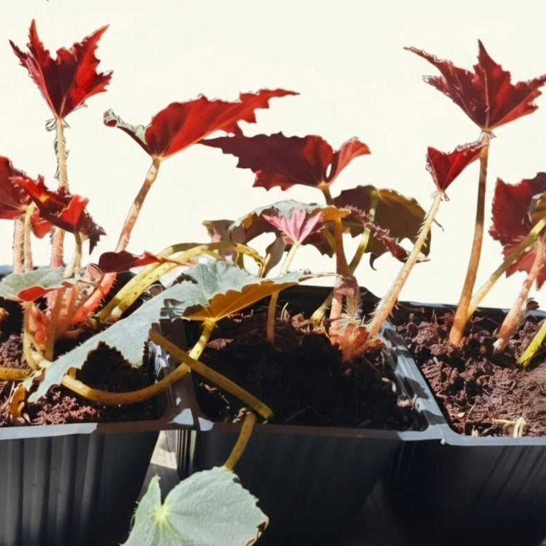 Black Velvet Begonia image 1