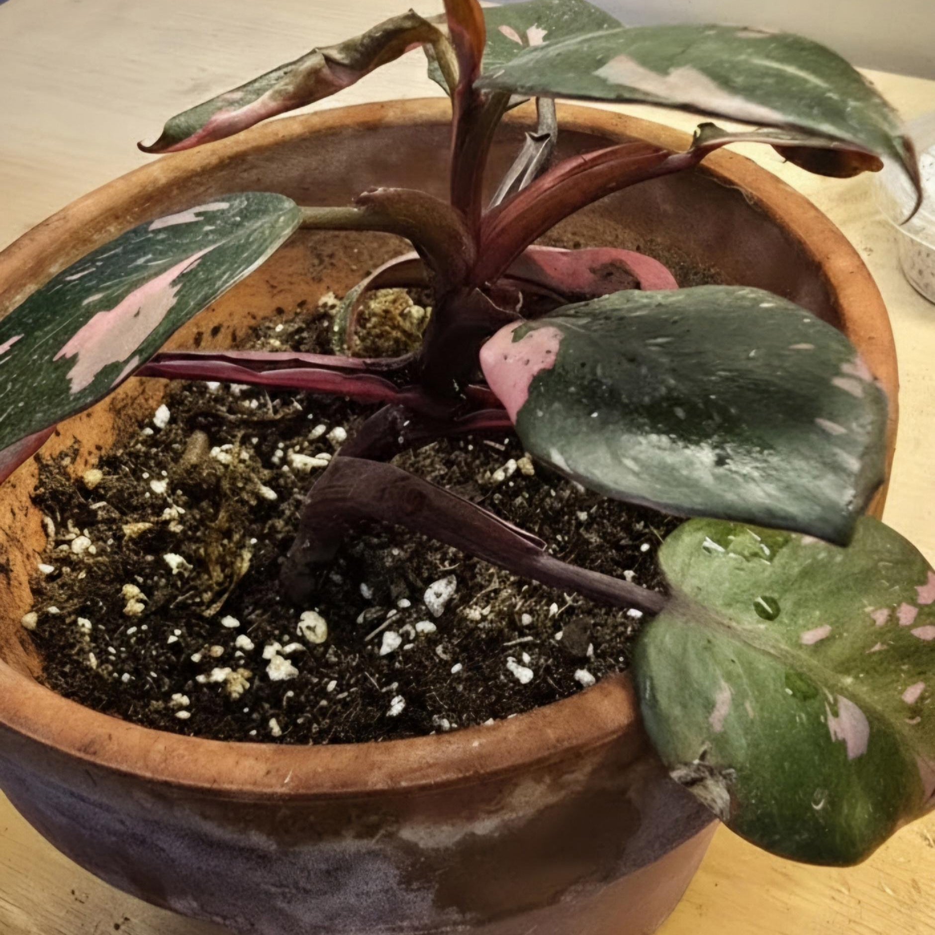Rare Philodendron Pink Princess