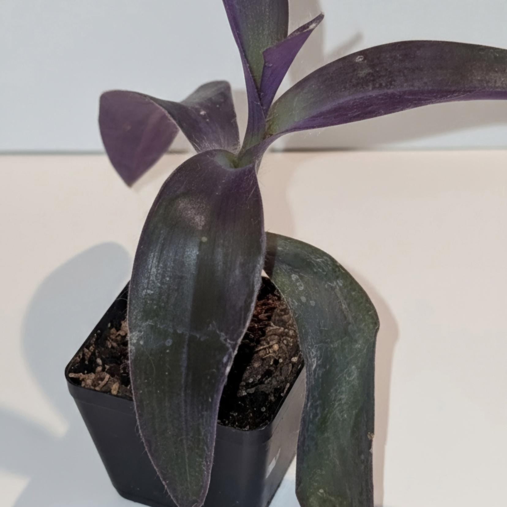 Tradescantia pallida 'Purple Heart' or 'Purple Queen' Rooted Plant