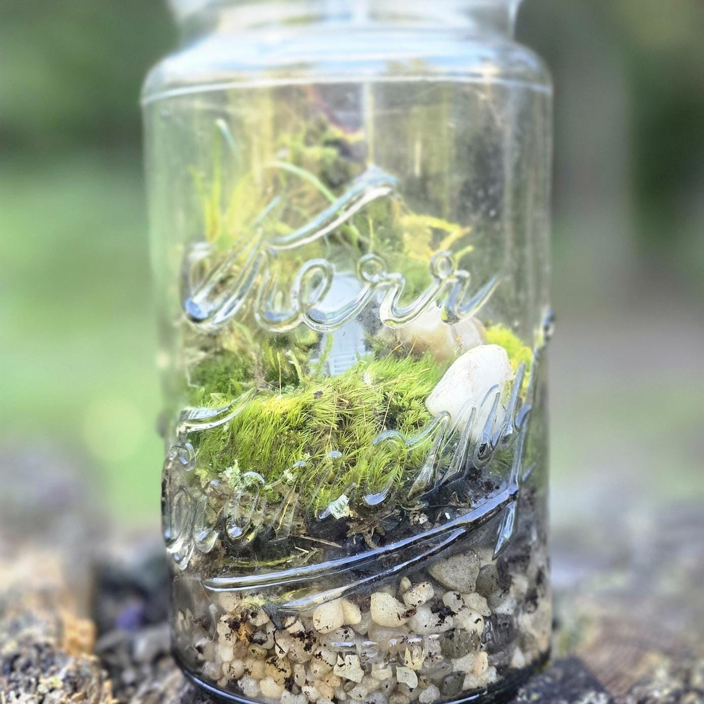 The Century Ecosystem - DIY Terrarium Kit