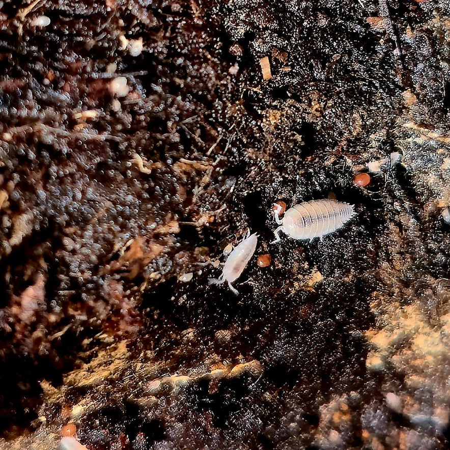 Dwarf White Isopods – Premium Starter Culture image 0