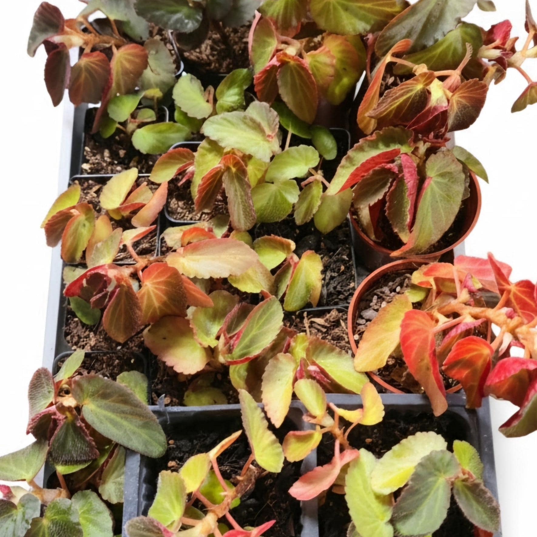 Begonia 'Martha Stewart' | 2" Rooted Starter Pot Live Houseplant