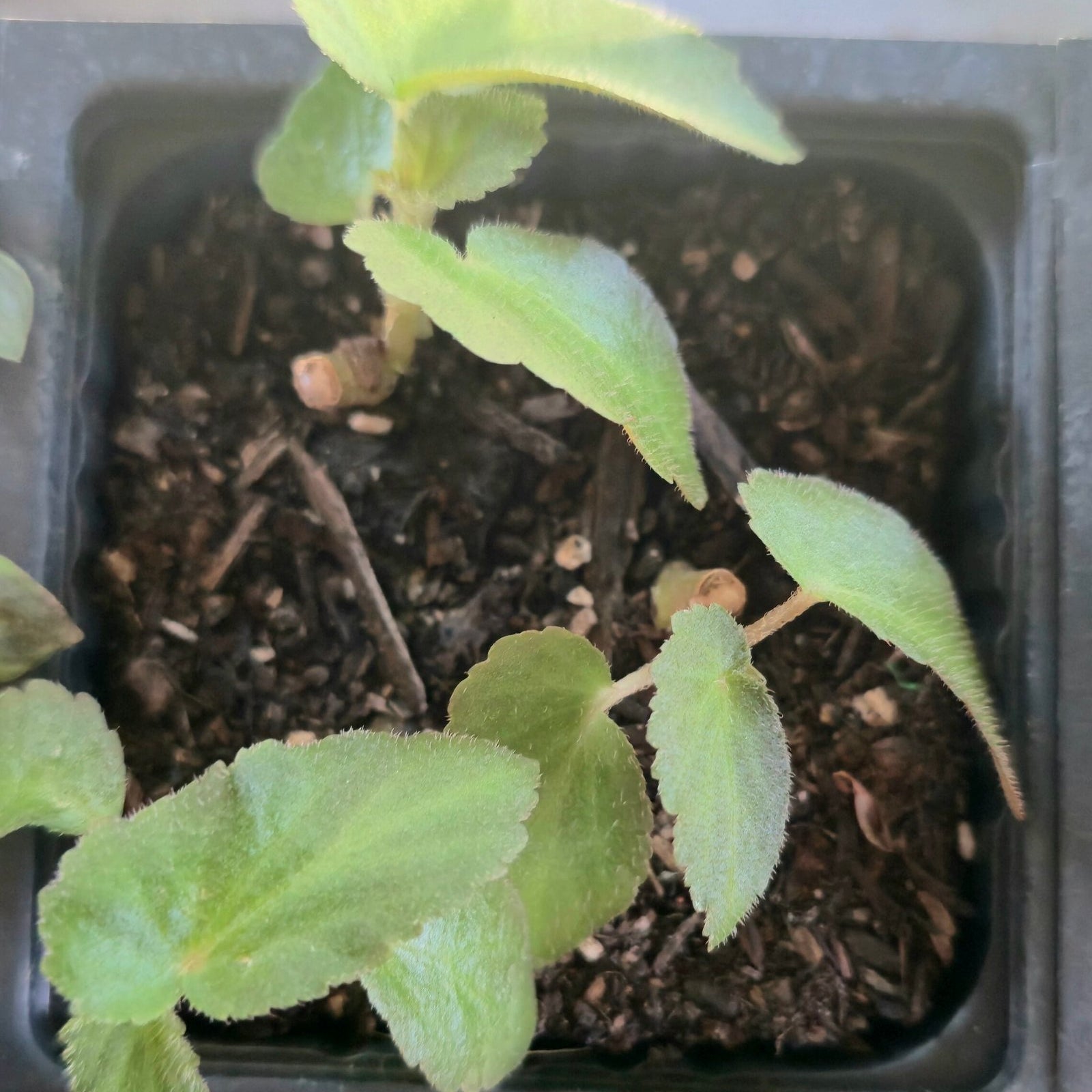 Begonia Withlacoochee (Brazilian Lady) image 0