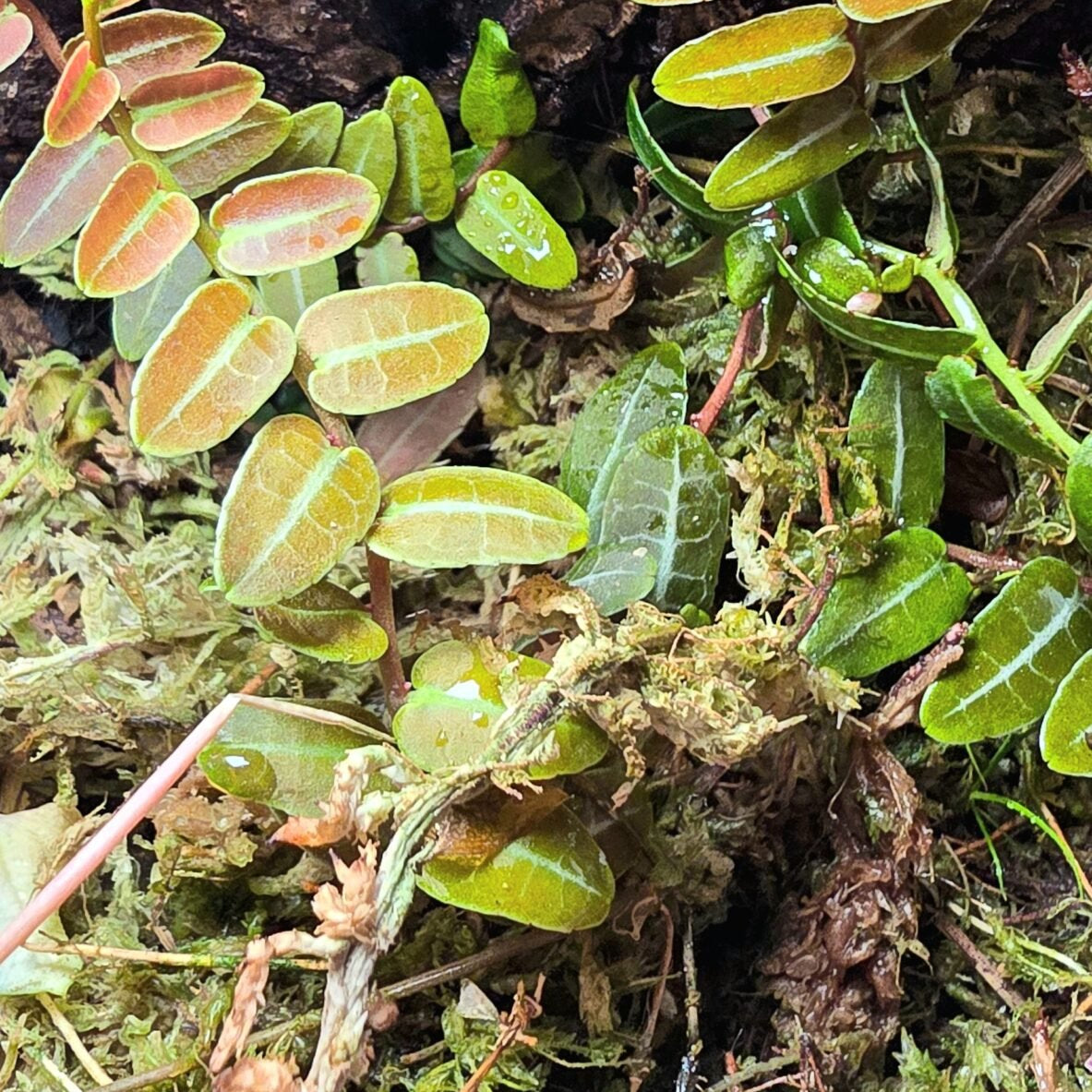 Marcgravia Umbellata Climbing Vine image 1