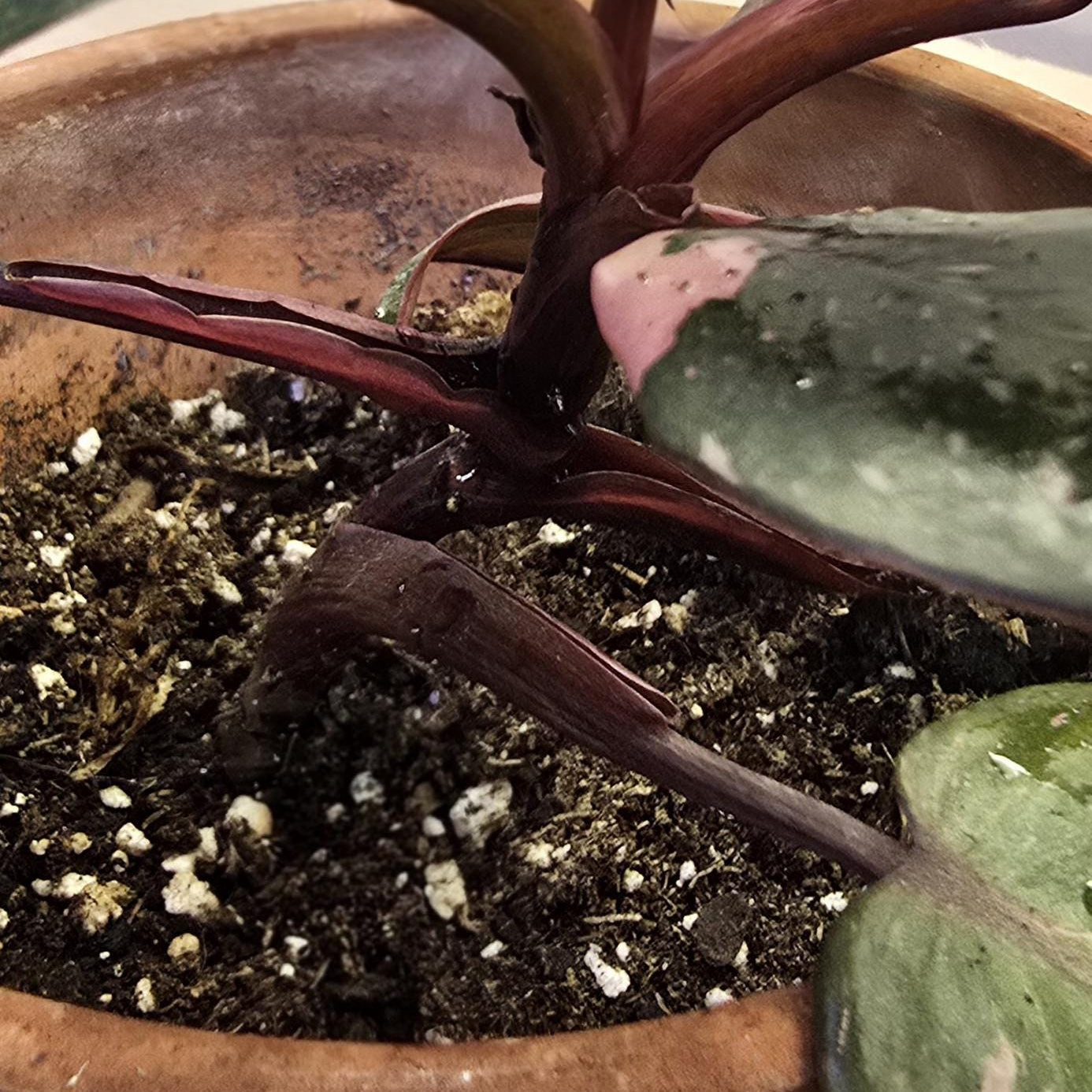 Rare Philodendron Pink Princess