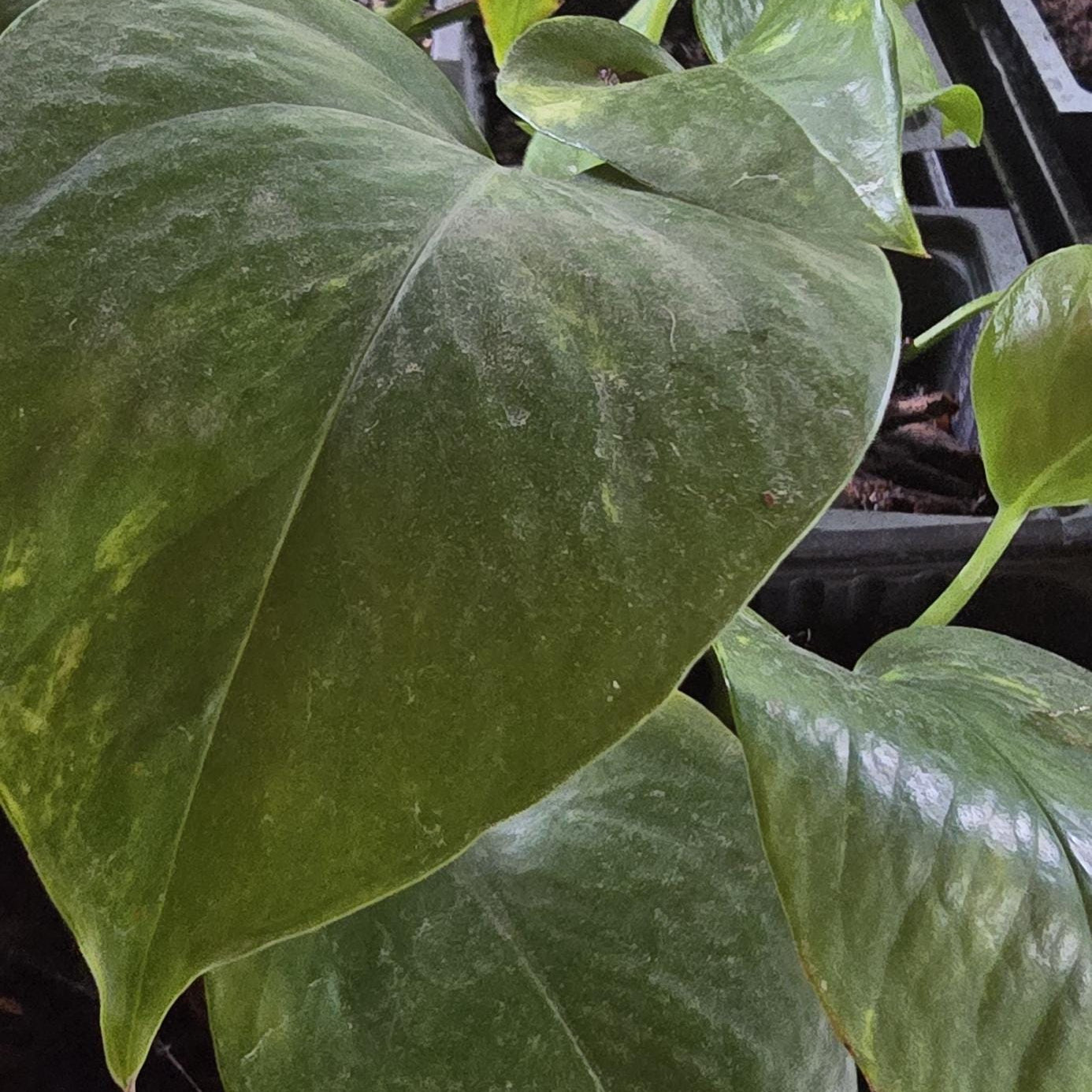 Organic Vivarium Ready Pothos - Safe for Reptiles, Amphibians & Bugs