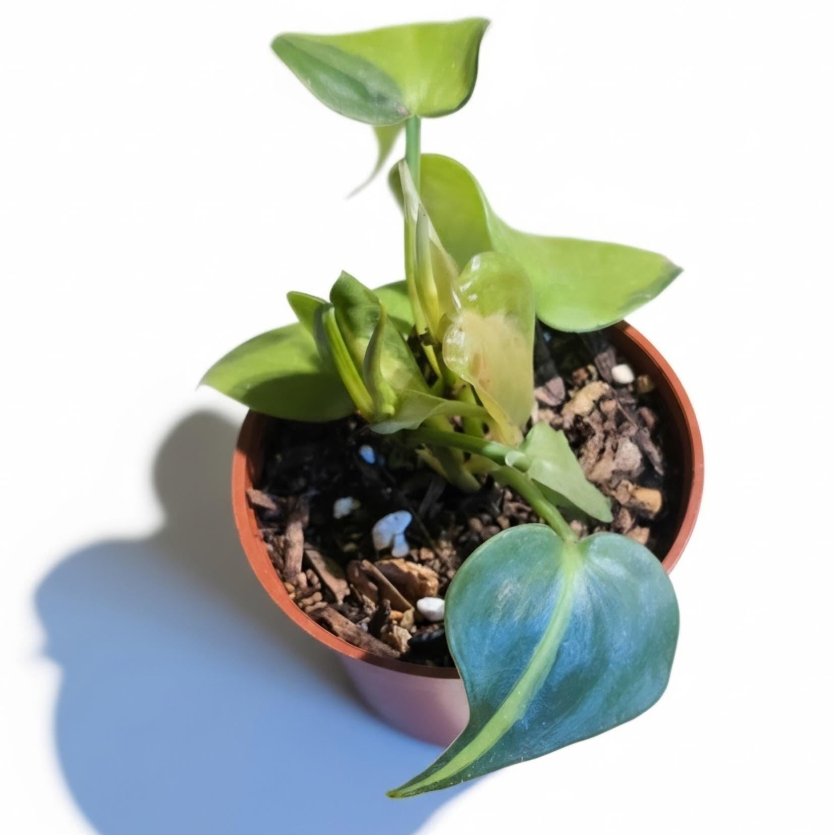 Philodendron Brasil Live Plant • High Variegation, Trailing Houseplant (Terrarium Ready)