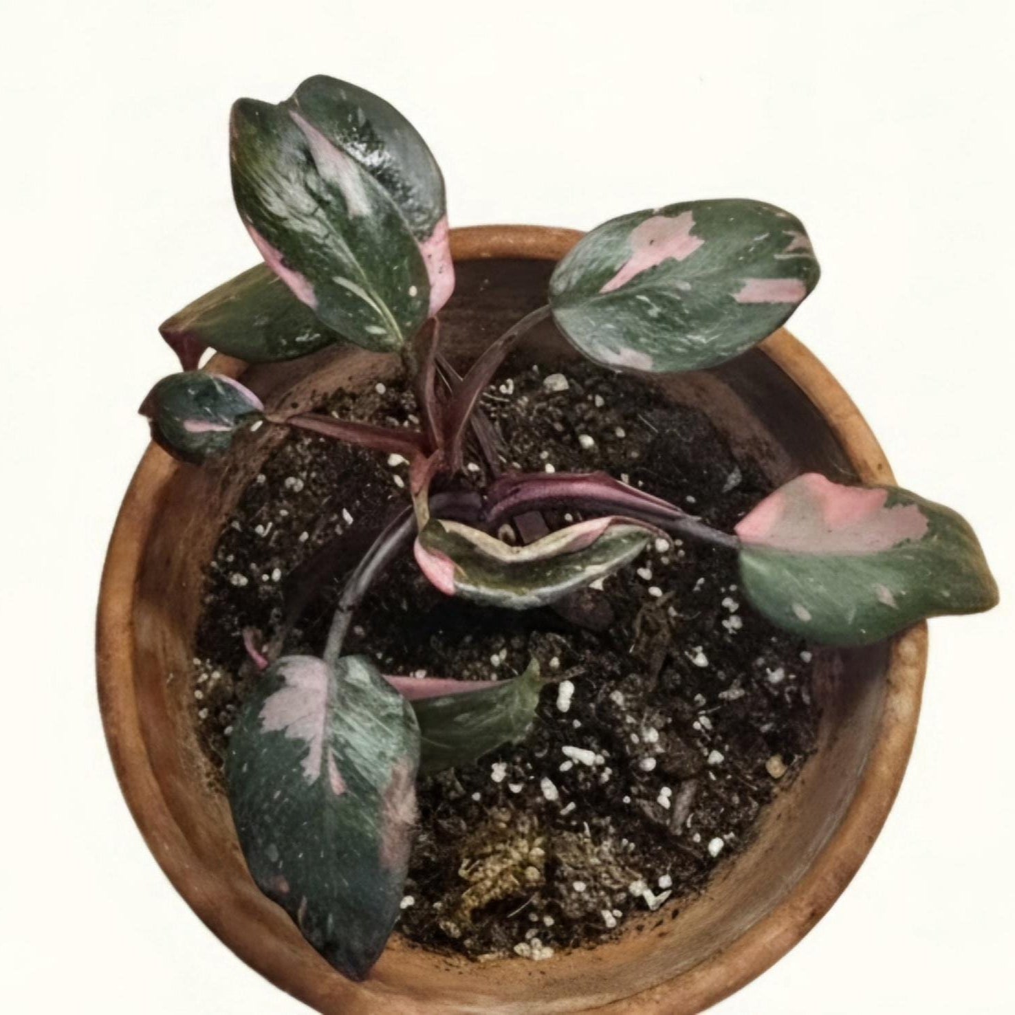 Rare Philodendron Pink Princess