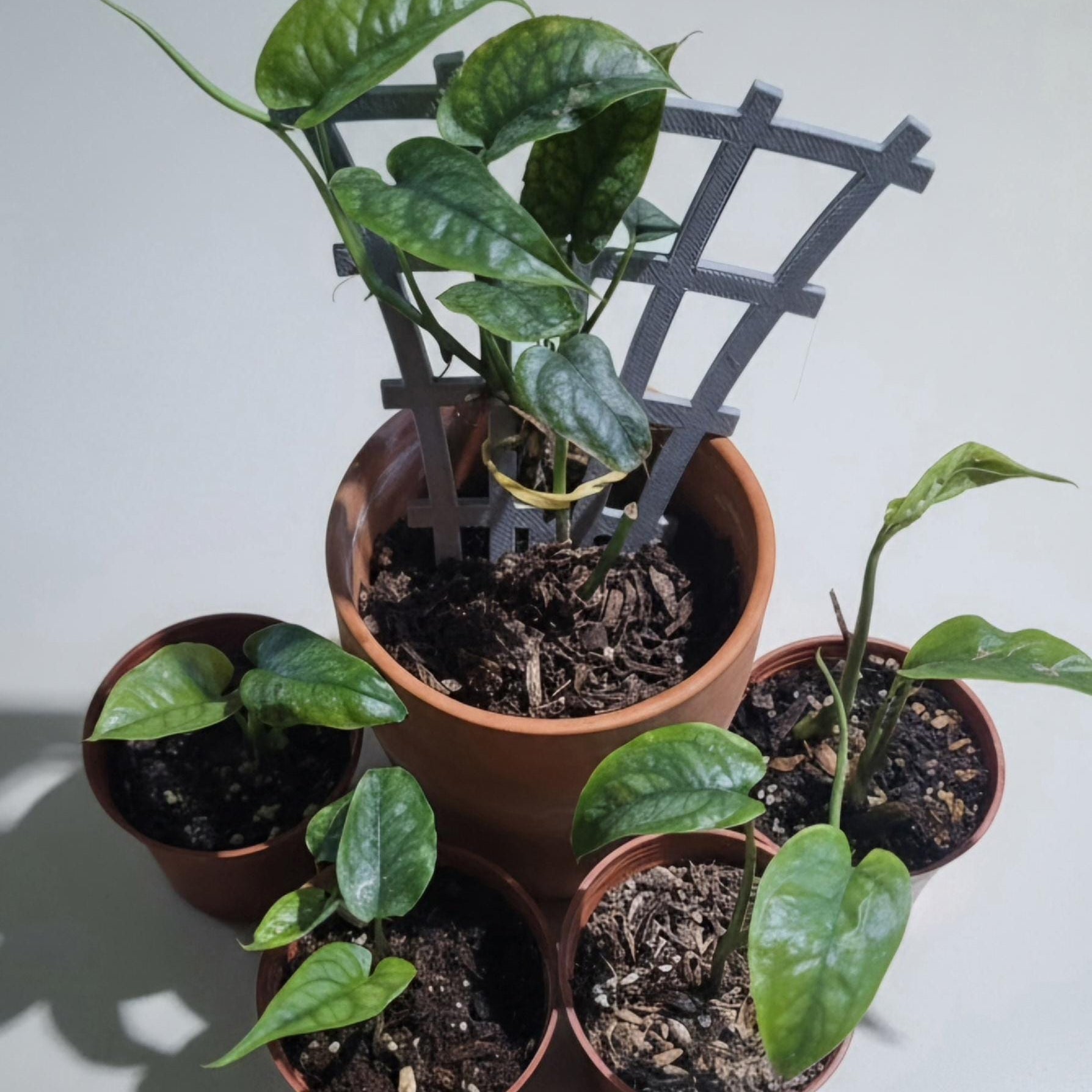 Healthy Monstera Siltepecana | Starter Plant (Silver Monstera)
