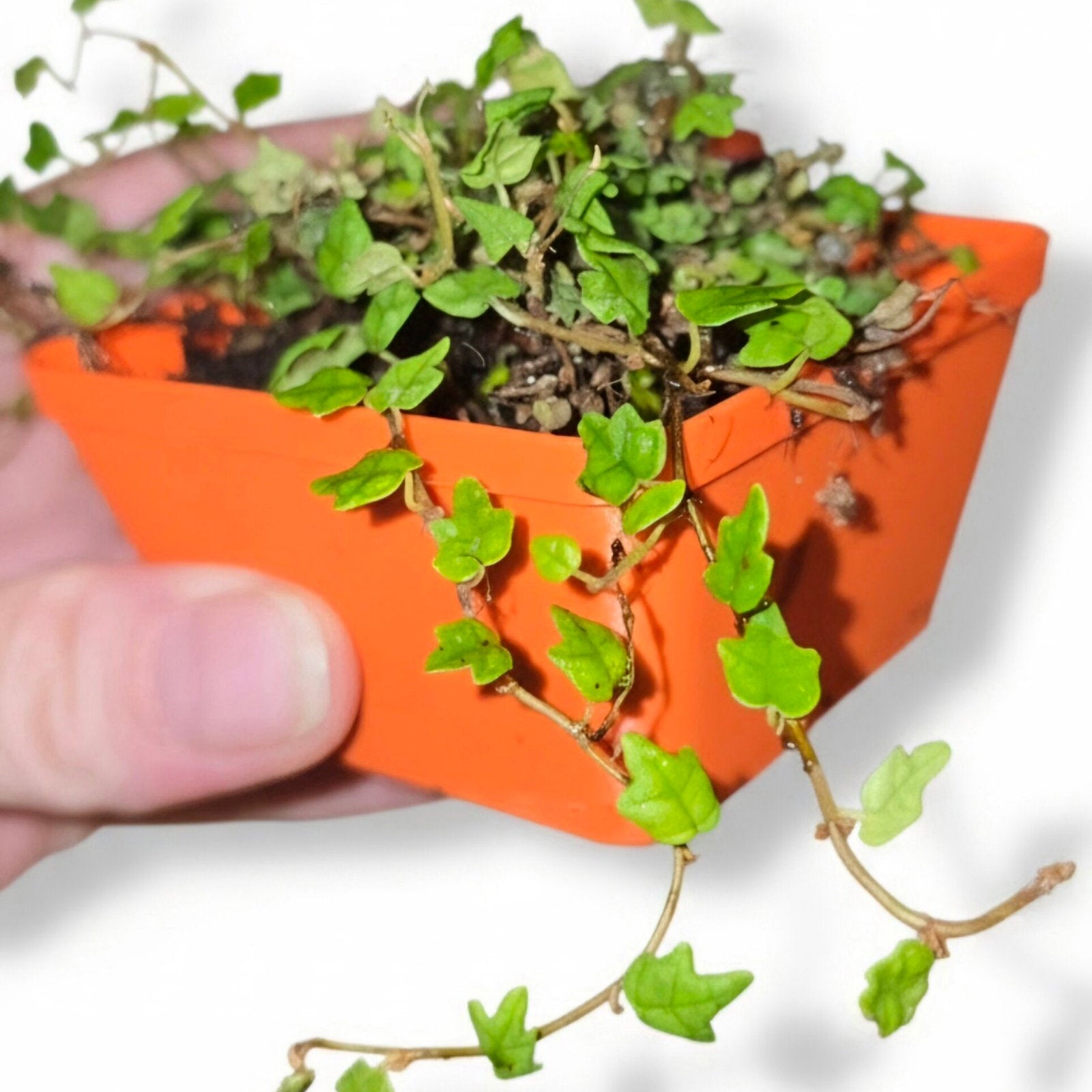 String of Frogs / Ficus pumila ' Quercifolia image 0