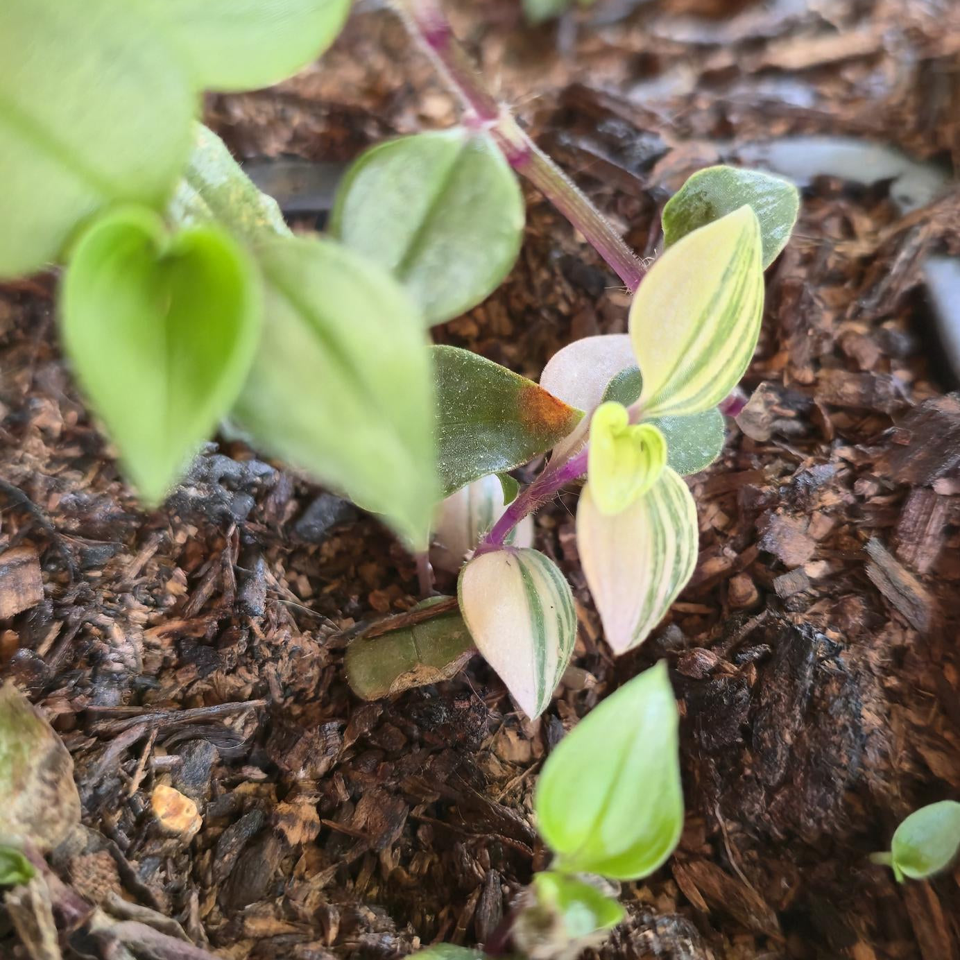 Bio-Active Safe | Tradescantia 'Rainbow' |(Tradescantia mundula 'Lisa') Rooted