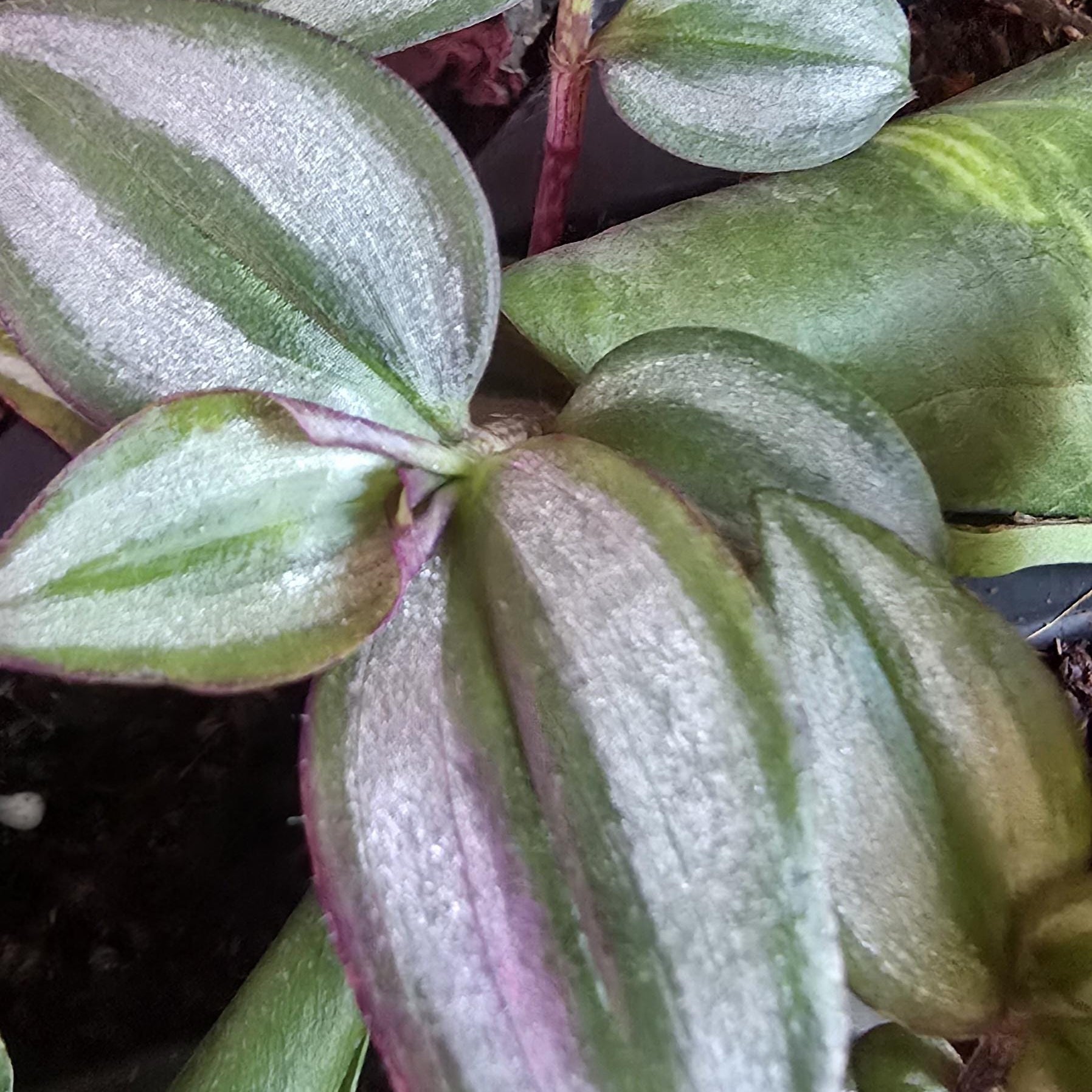 Rooted Tradescantia Zebrina Plant | Purple Inch Plant, Bio-Safe Terrarium Houseplant