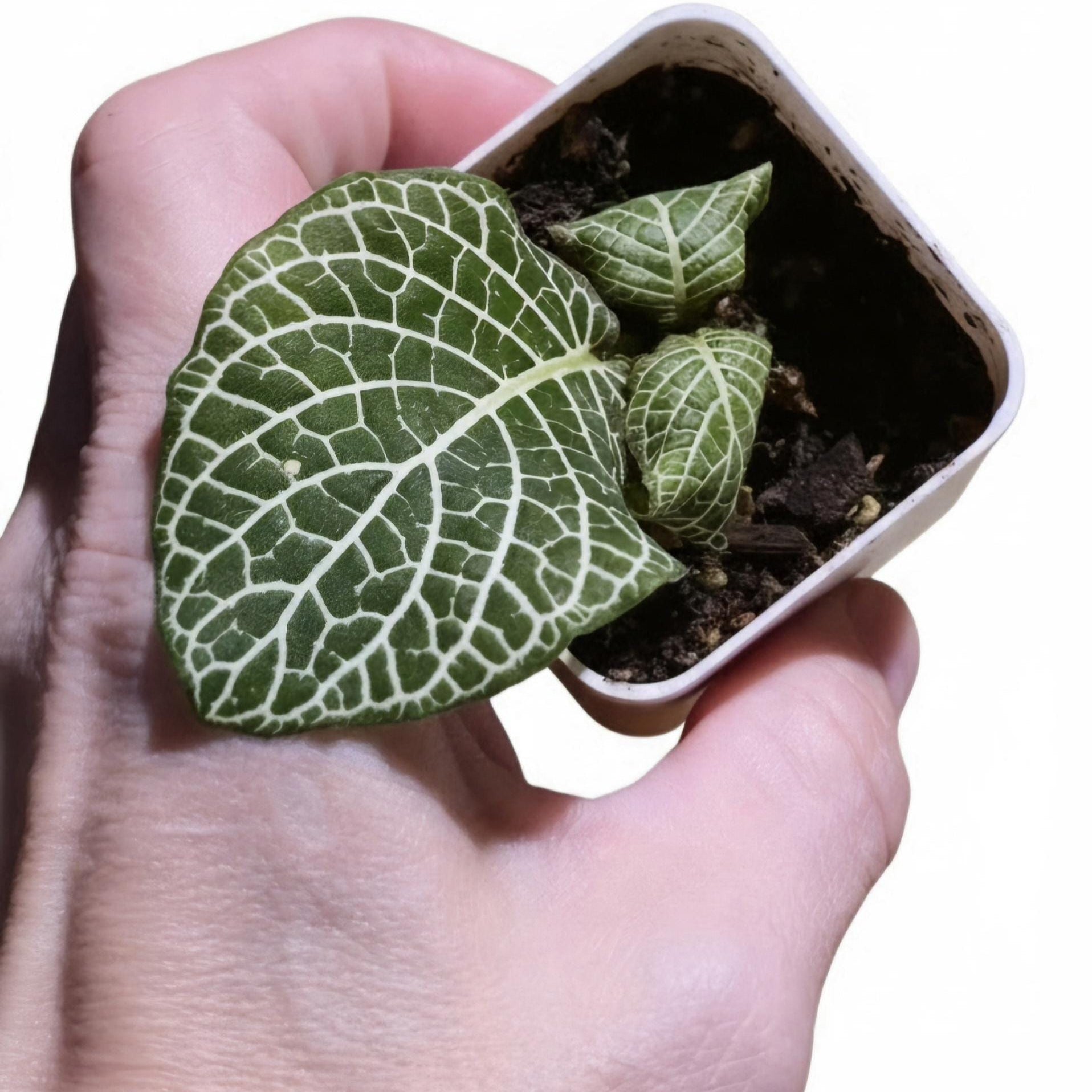Fittonia albivenis | Nerve Plant | Mosaic Plant Rooted