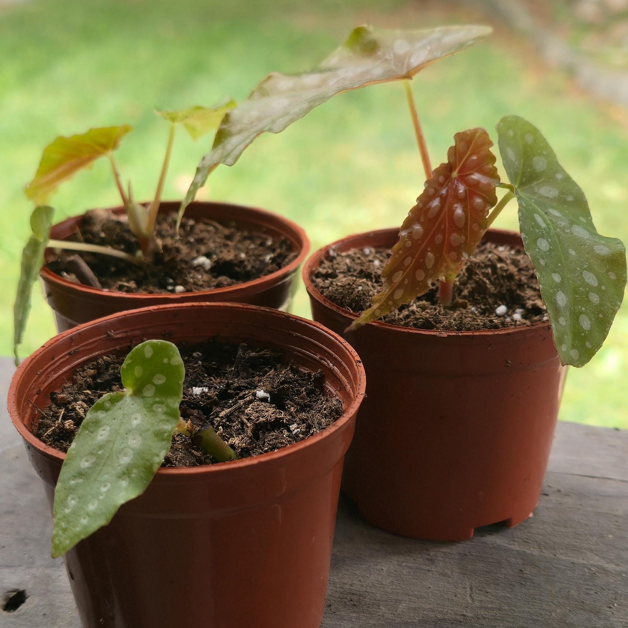 Angel Wing Begonia Starter | Polka Dot Leaves, Burgundy Underside (Potted)