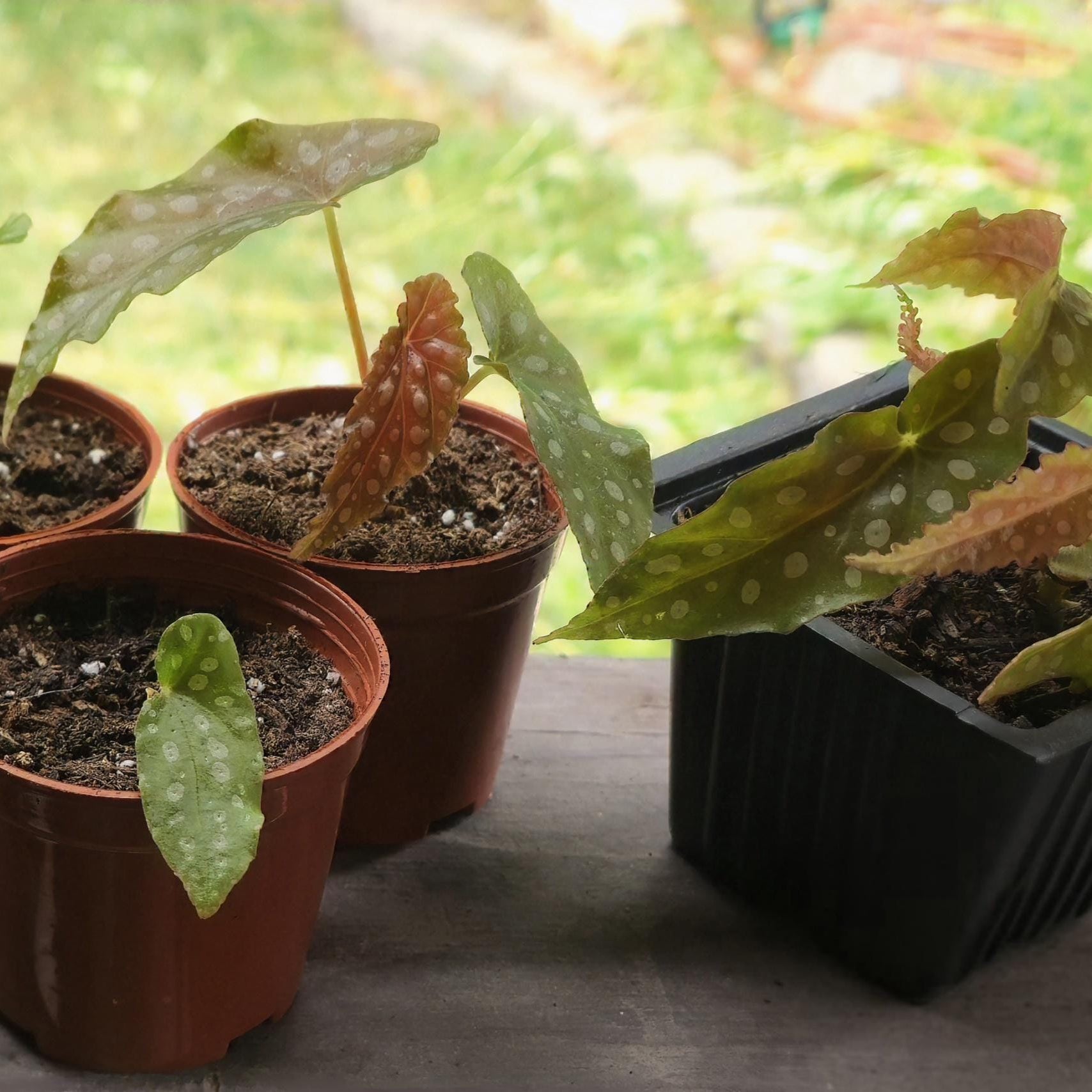 Angel Wing Begonia Starter | Polka Dot Leaves, Burgundy Underside (Potted)