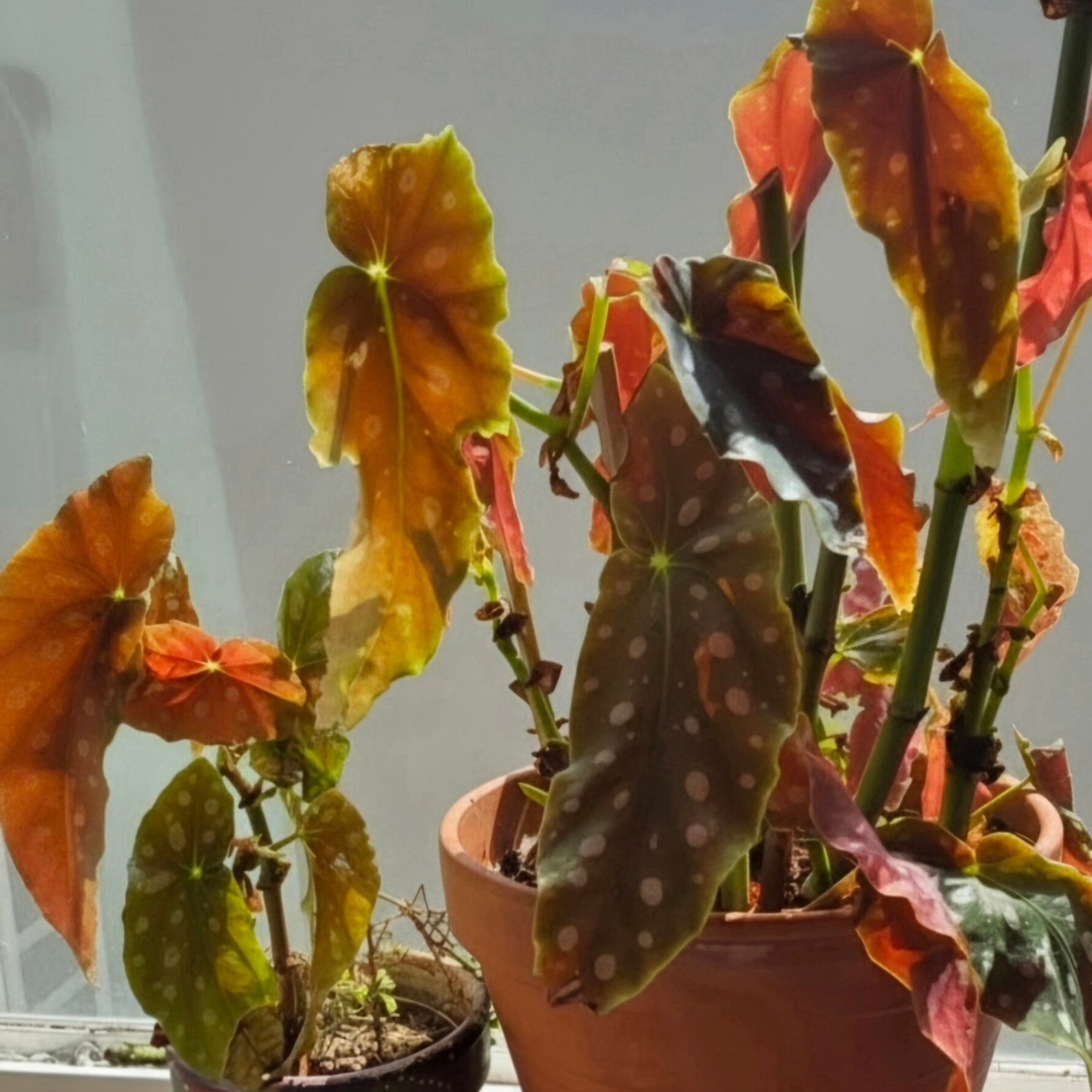 Polka Dot Begonia (Begonia Maculata) image 0