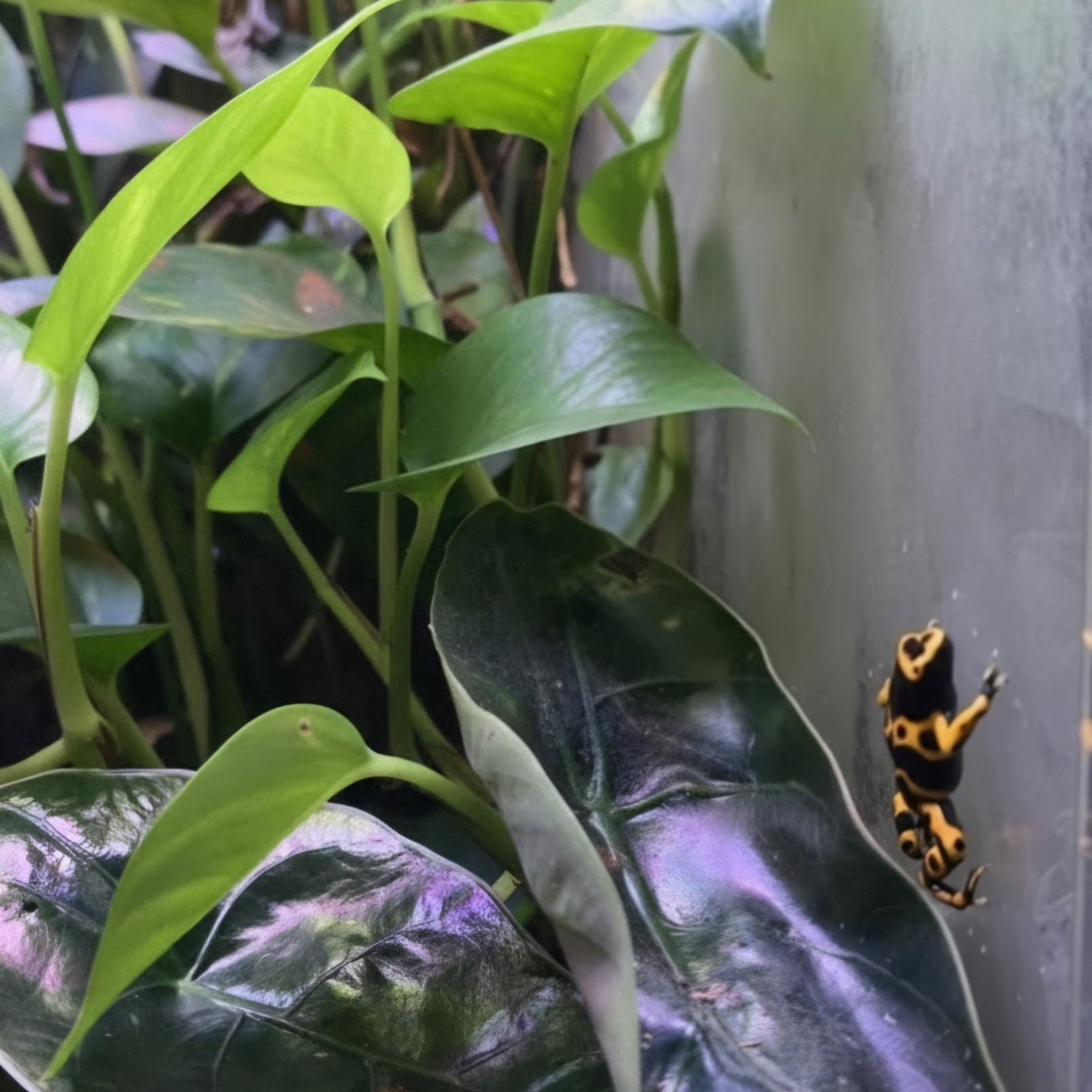 Organic Vivarium Ready Pothos - Safe for Reptiles, Amphibians & Bugs
