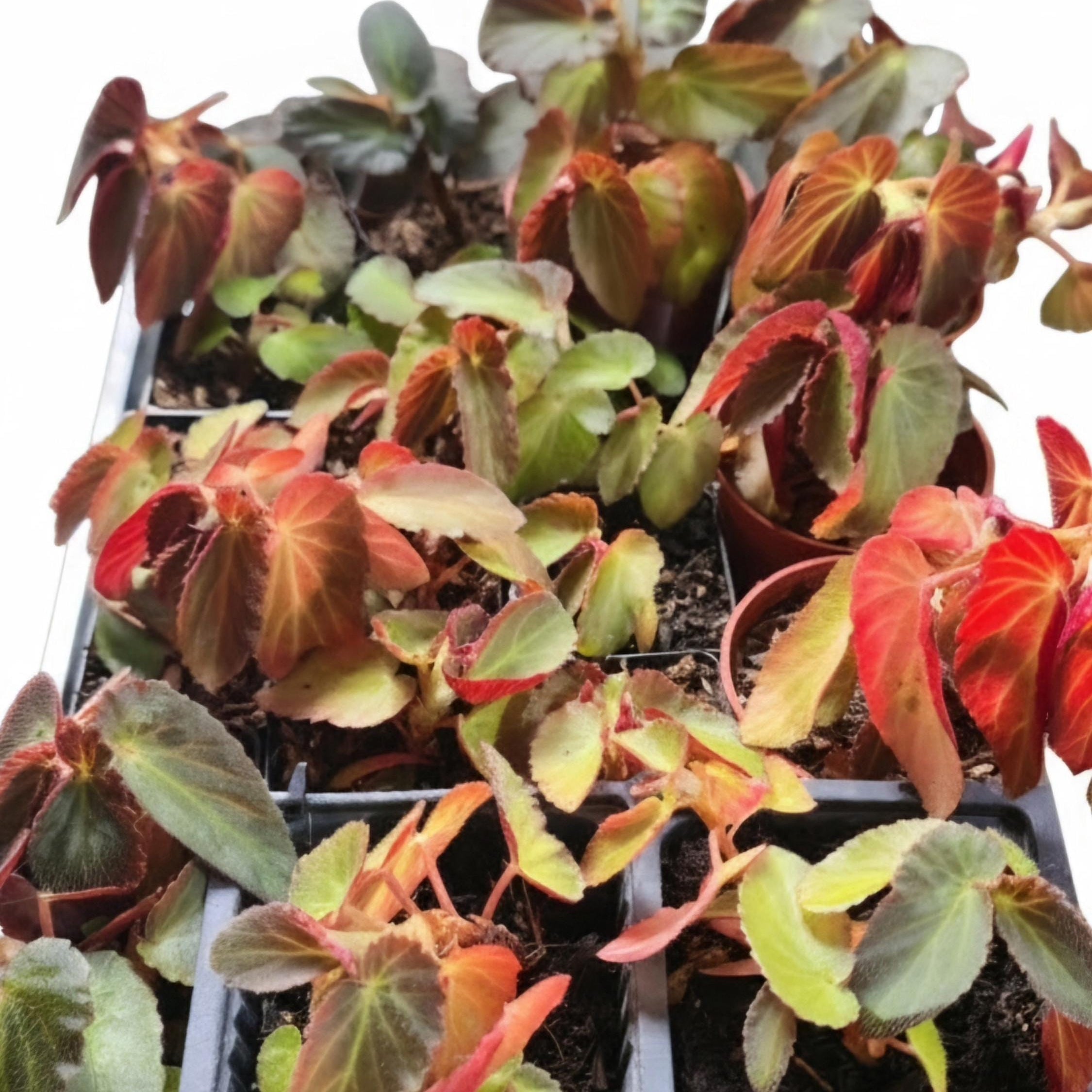 Begonia 'Martha Stewart' | 2" Rooted Starter Pot Live Houseplant