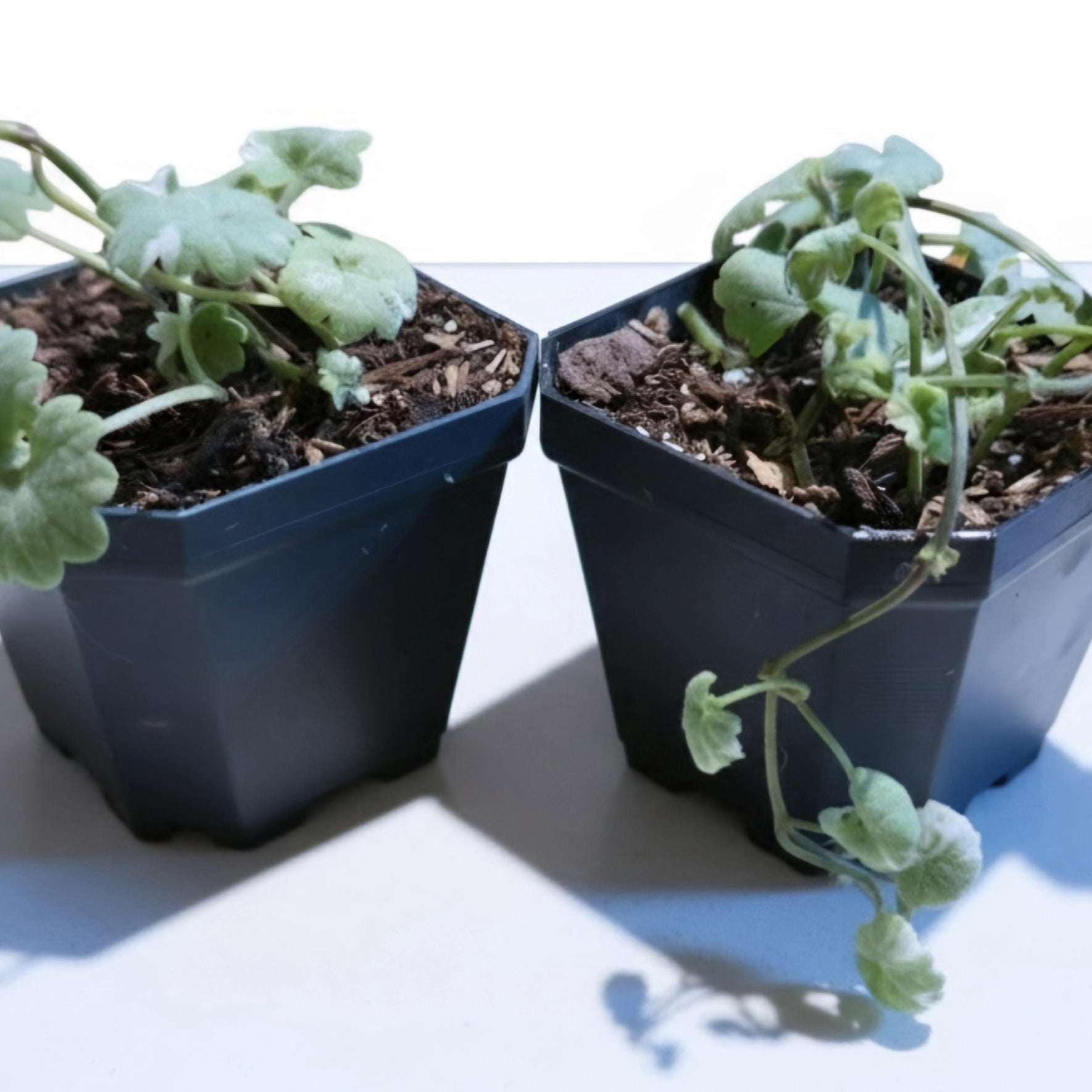 Variegated Ground Ivy Starter Plant | 2" Pot |Trailing Houseplant